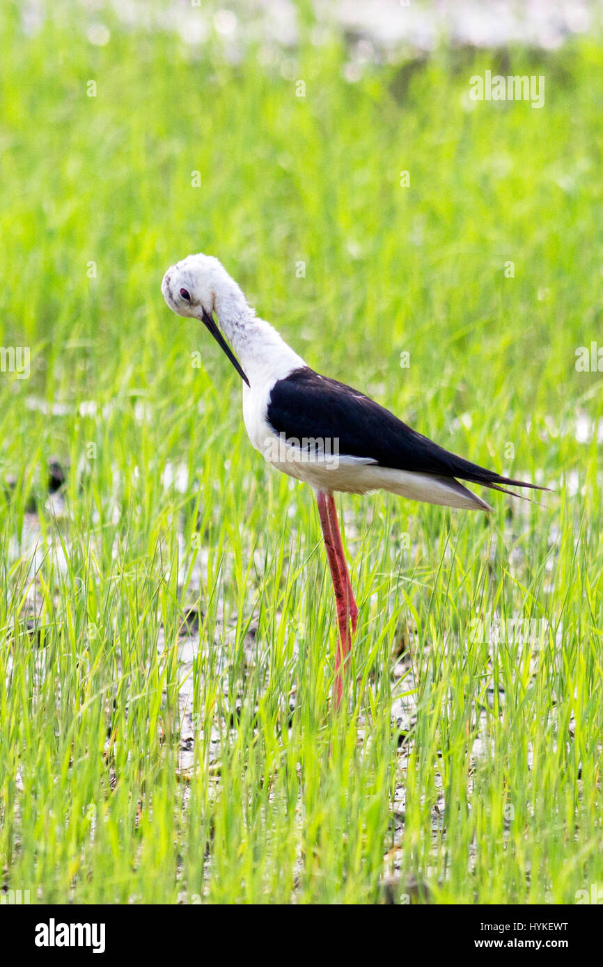 Eine juvenile Stelzenläufer (Himantopus Himantopu) putzen sich in einem Feld von jungen Reis in Zentral-Thailand Stockfoto