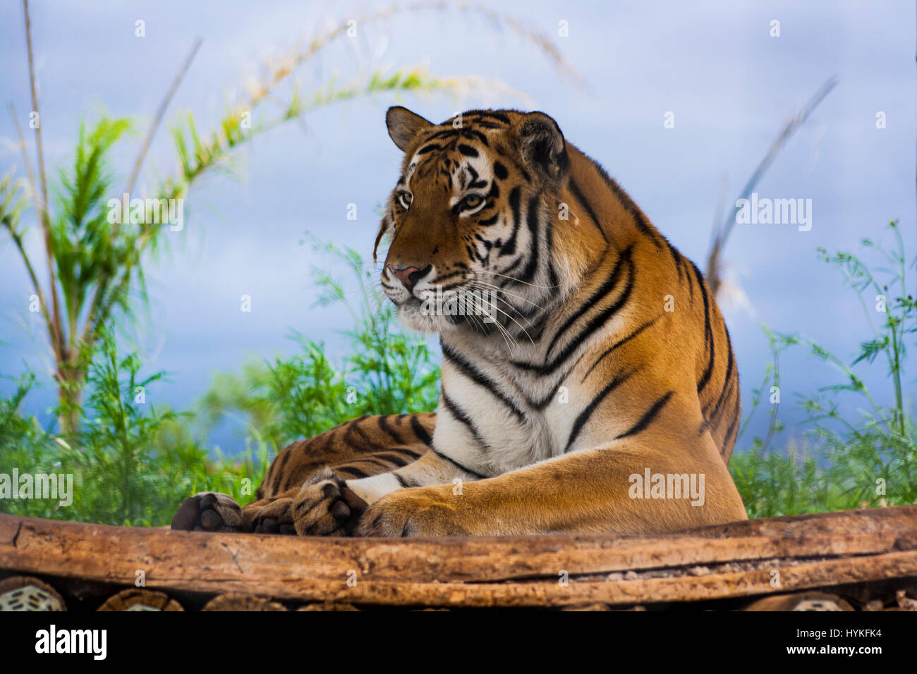 Sibirischer Tiger Stockfoto