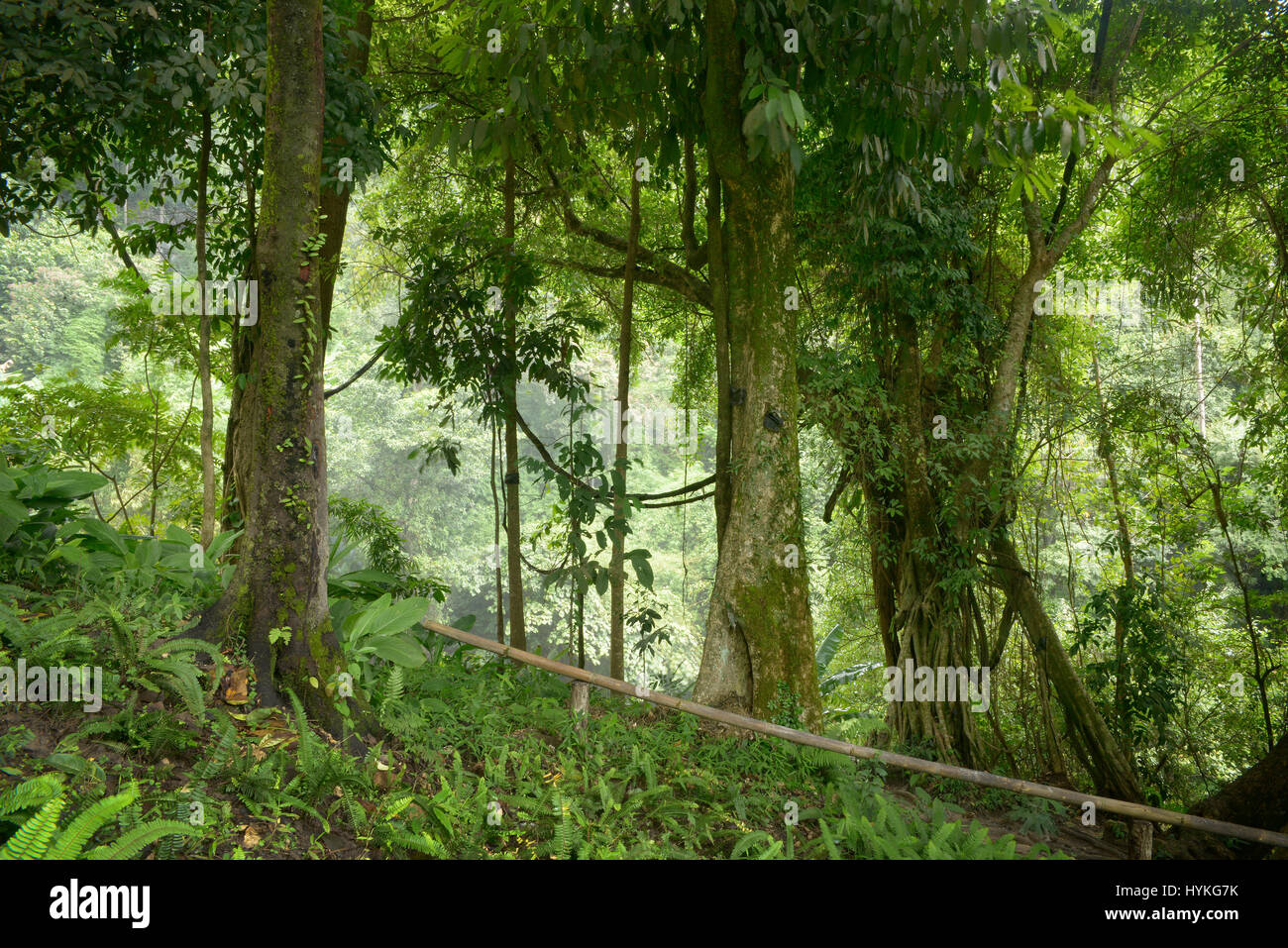 Regenwald in Asien Stockfoto