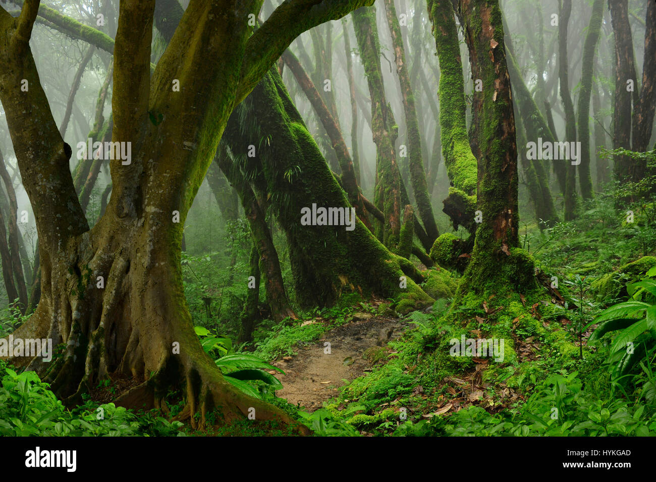 Regenwald in Asien Stockfoto