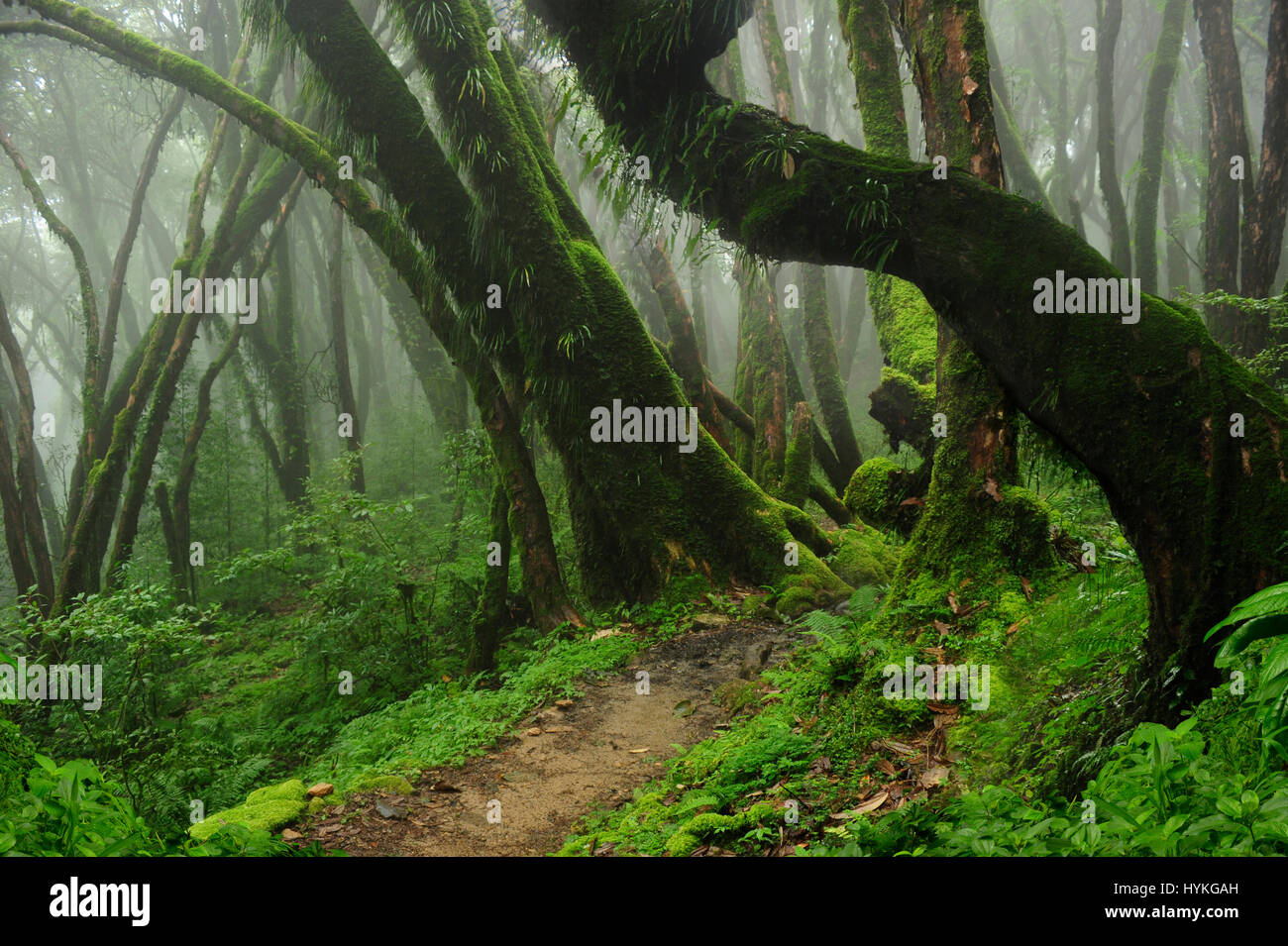 Regenwald in Asien Stockfoto