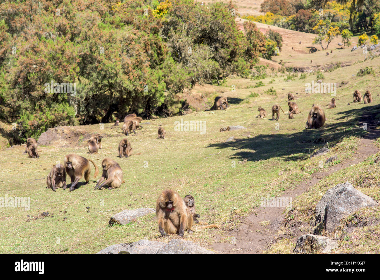 Könnten diese beiden sparring Affen pelzigsten sparring-Partner auf dem Planeten? Bilder zeigen, wie diese Truppe von bizarr aussehende Gelada Affen gegeneinander kämpfen für ihre Position in der Gruppe Hackordnung. Andere Bilder zeigen wie sie ihre Lippen um den furchterregenden Zähnen anzuzeigen flip und wie wenig Nachwuchs an ihre Mütter Klammern, während die Aktion um sie herum ausbricht. Tschechischen Fotografen Karel Tupy (35) nahm die Bilder, während er die grasbewachsene Hochland von Äthiopien besucht. Stockfoto