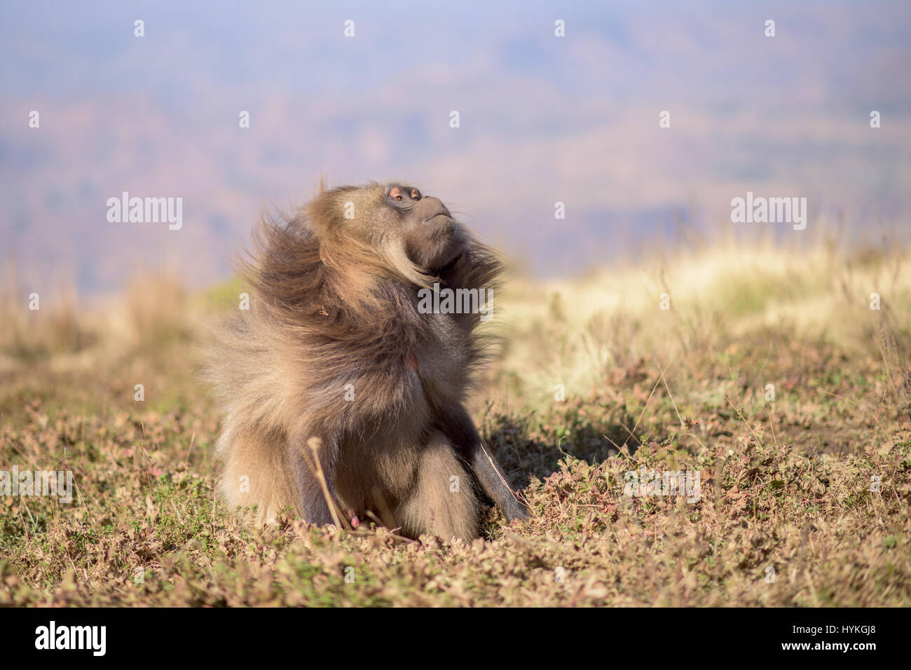 Könnten diese beiden sparring Affen pelzigsten sparring-Partner auf dem Planeten? Bilder zeigen, wie diese Truppe von bizarr aussehende Gelada Affen gegeneinander kämpfen für ihre Position in der Gruppe Hackordnung. Andere Bilder zeigen wie sie ihre Lippen um den furchterregenden Zähnen anzuzeigen flip und wie wenig Nachwuchs an ihre Mütter Klammern, während die Aktion um sie herum ausbricht. Tschechischen Fotografen Karel Tupy (35) nahm die Bilder, während er die grasbewachsene Hochland von Äthiopien besucht. Stockfoto
