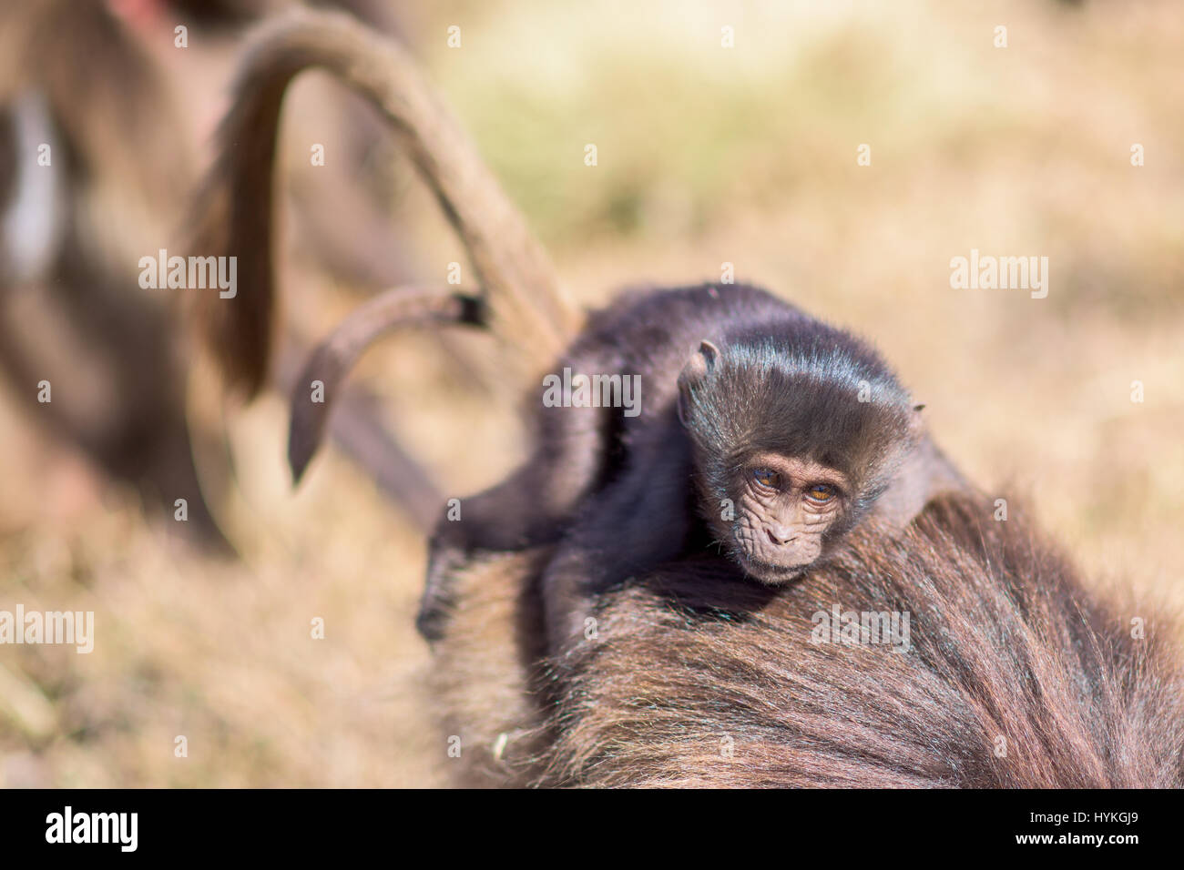 Könnten diese beiden sparring Affen pelzigsten sparring-Partner auf dem Planeten? Bilder zeigen, wie diese Truppe von bizarr aussehende Gelada Affen gegeneinander kämpfen für ihre Position in der Gruppe Hackordnung. Andere Bilder zeigen wie sie ihre Lippen um den furchterregenden Zähnen anzuzeigen flip und wie wenig Nachwuchs an ihre Mütter Klammern, während die Aktion um sie herum ausbricht. Tschechischen Fotografen Karel Tupy (35) nahm die Bilder, während er die grasbewachsene Hochland von Äthiopien besucht. Stockfoto