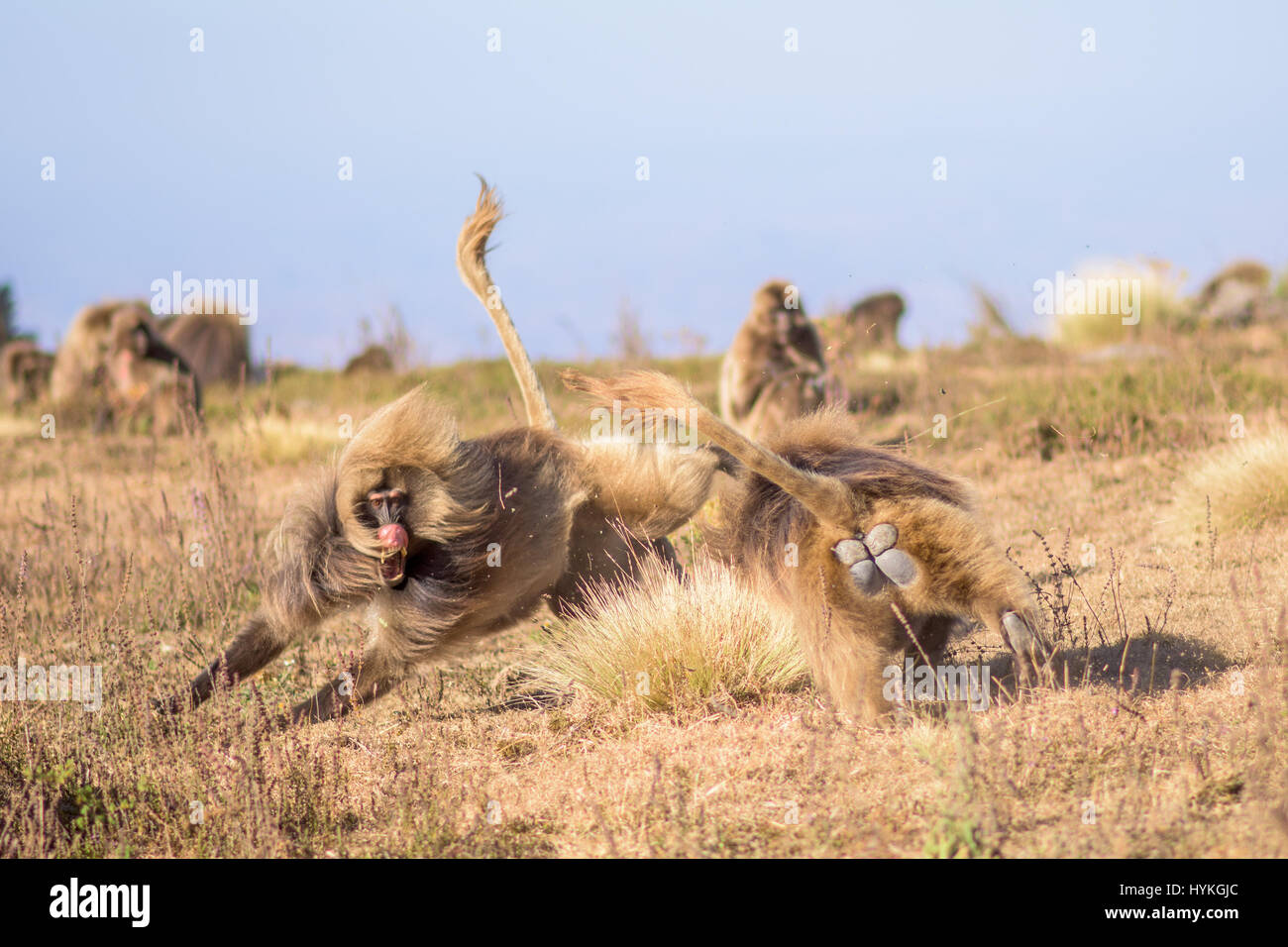 Könnten diese beiden sparring Affen pelzigsten sparring-Partner auf dem Planeten? Bilder zeigen, wie diese Truppe von bizarr aussehende Gelada Affen gegeneinander kämpfen für ihre Position in der Gruppe Hackordnung. Andere Bilder zeigen wie sie ihre Lippen um den furchterregenden Zähnen anzuzeigen flip und wie wenig Nachwuchs an ihre Mütter Klammern, während die Aktion um sie herum ausbricht. Tschechischen Fotografen Karel Tupy (35) nahm die Bilder, während er die grasbewachsene Hochland von Äthiopien besucht. Stockfoto