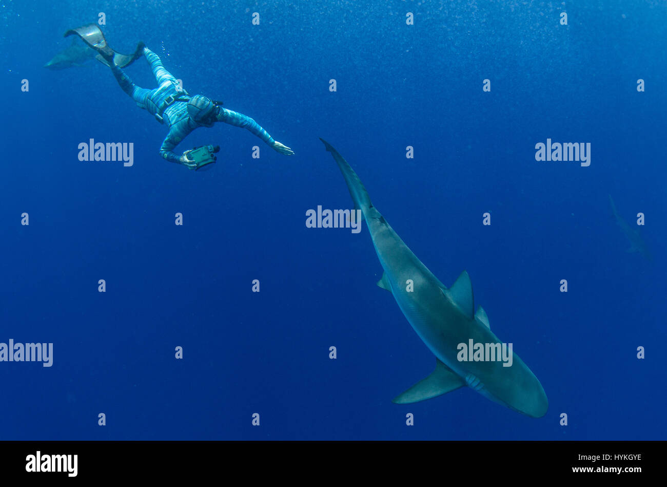 Marine Biologen Riley Elliott testen den Anzug, mit einer Sandbank und Galapago Haie. Wissenschaftler haben einen neuen Neoprenanzug enthüllt fungiert als ein INVISIBILTY Mantel zu Fischen ermöglicht es Menschen, mit einigen der am meisten gefürchteten Seabeasts der Natur zu interagieren. Bilder zeigen einen Taucher, den HECS Stealth-Neoprenanzug tragen neben potenziell tödliche Tigerhaie, giftigen Stachelrochen und normalerweise müde Fischschwärme schwimmen. Andere Bilder zeigen Wissenschaftler und Nervenkitzel wie Forschung-hungrige Touristen zu studieren und mit riesigen Schildkröten und Krebse interagieren können. Vice President of Product Development bei Stockfoto