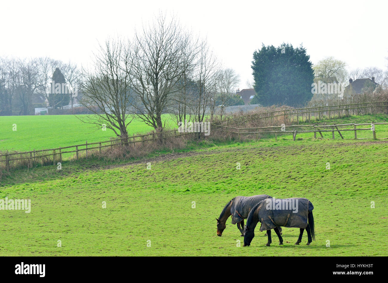 Lose Dorf, Maidstone, Kent, UK. Zwei Pferde weiden in einem Feld Stockfoto