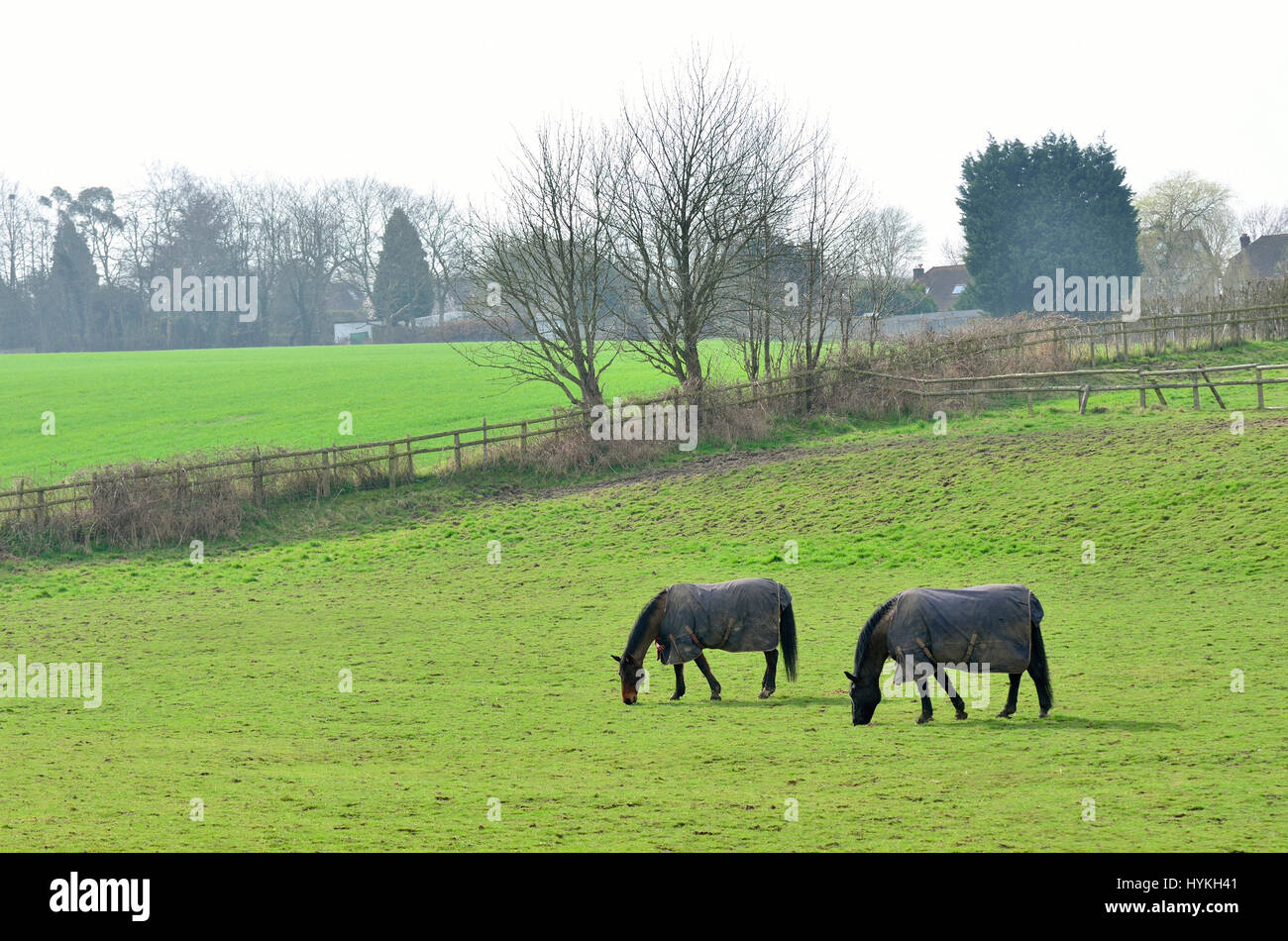Lose Dorf, Maidstone, Kent, UK. Zwei Pferde weiden in einem Feld Stockfoto