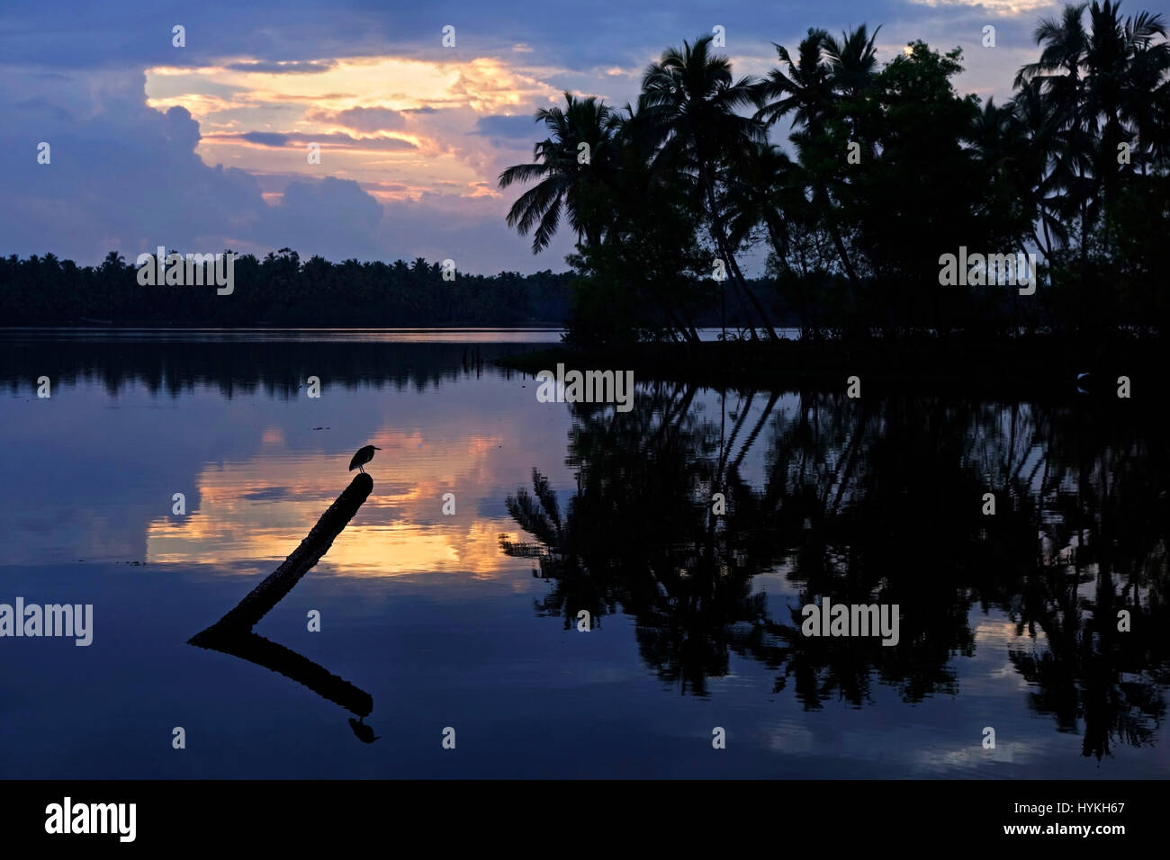 Als Murukkumpuzha aufwachen am Morgen eine Teich-Eagret auf der Suche nach Fisch Stockfoto