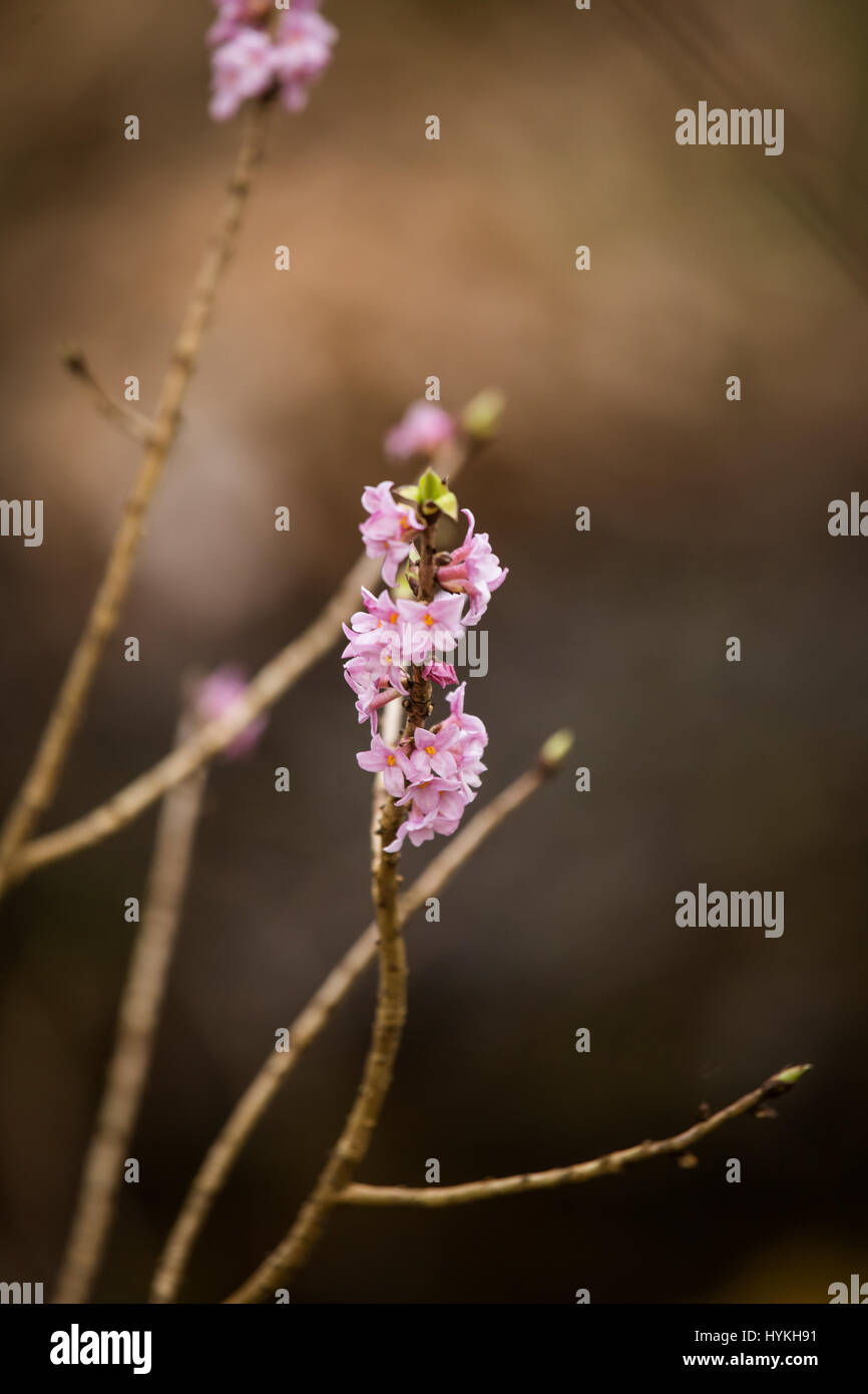 Schöne rosa Daphne Mezereum Blüten in einer natürlichen Umgebung im zeitigen Frühjahr. Stockfoto