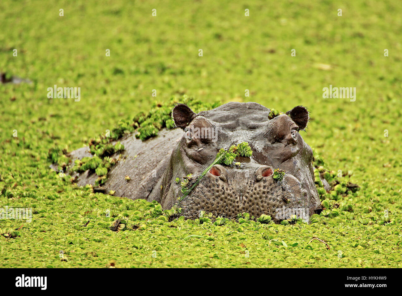 MOREMI GAME RESERVE, BOTSWANA: A HILARIOUS Bild ein Nilpferd überraschend eine glücklose Wasservogel erfasst wurden in der Wildnis Afrikas. Genommen von dreißig – Fuß Weg, Bilder zeigen das übergroße Säugetier überraschende einen einheimischen afrikanischen Jacana Wasservogel, während versuchen, bleiben mit ein paar Brocken der "Kariba Unkraut" getarnt als seine Deckung.  Andere Bilder zeigen ein paar freche Sumpfschildkröten hitching eine Fahrt über das Wasser auf ein Nilpferd Rücken. Stockfoto