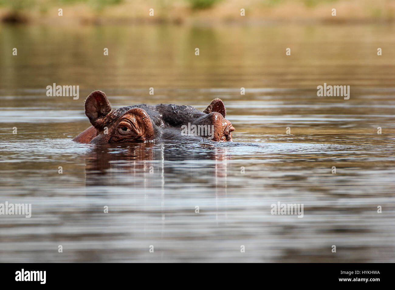 Krüger-Nationalpark, Südafrika: A HILARIOUS Bild ein Nilpferd überraschend eine glücklose Wasservogel erfasst wurden in der Wildnis Afrikas. Genommen von dreißig – Fuß Weg, Bilder zeigen das übergroße Säugetier überraschende einen einheimischen afrikanischen Jacana Wasservogel, während versuchen, bleiben mit ein paar Brocken der "Kariba Unkraut" getarnt als seine Deckung.  Andere Bilder zeigen ein paar freche Sumpfschildkröten hitching eine Fahrt über das Wasser auf ein Nilpferd Rücken. Stockfoto