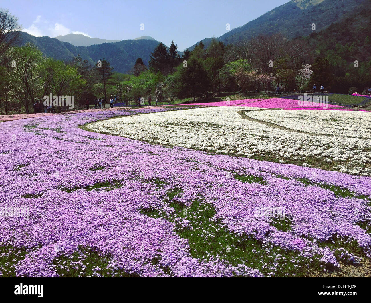 Insel HONSHU, JAPAN: MOUNT Fuji wurde erfasst sah aus wie eine reale Landschaftsmalerei, umgeben von schönen Blüte. Bilder zeigen rosa lila und weißen Blüten blühen auf spektakuläre Weise vor dem Hintergrund des majestätischen Mount Fuji. Beamter/Beamtin Hanson Mao (36) verbrachten fünf Tage in Japan diese atemberaubende Frühling Szenen im Shibazkura Garten am Fuße des Mount Fuji auf der Insel Honshu, Japan einzufangen. Stockfoto