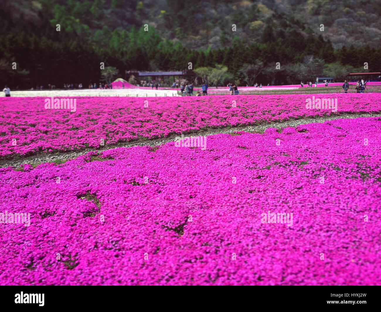 Insel HONSHU, JAPAN: MOUNT Fuji wurde erfasst sah aus wie eine reale Landschaftsmalerei, umgeben von schönen Blüte. Bilder zeigen rosa lila und weißen Blüten blühen auf spektakuläre Weise vor dem Hintergrund des majestätischen Mount Fuji. Beamter/Beamtin Hanson Mao (36) verbrachten fünf Tage in Japan diese atemberaubende Frühling Szenen im Shibazkura Garten am Fuße des Mount Fuji auf der Insel Honshu, Japan einzufangen. Stockfoto