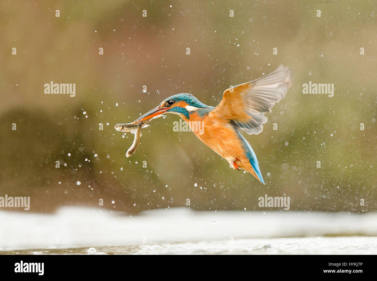 Süd-WEST-Schottland, Vereinigtes Königreich: A Blitz schnelle UK Eisvogel hat von nur fünfzehn Fuß entfernt von einem lokalen Fotografen gerissen worden. Bilder zeigen das blaue und Orange bunt birdy tummeln sich auf dem Fluss, Tauchen für Essen und genießen eine Kleinigkeit auf einen nahe gelegenen Barsch, was ein Zeichen ist ironischerweise Warnung, "Private Angeln". Fotograf Ron McCombe (61) aus Hawick in den Scottish Borders, verbrachte fünf Tage und bis zu zehn Stunden am Tag, die wunderbaren Charakter dieses britischen Klassikers zu erfassen Vogel im Südwesten Schottlands. Stockfoto