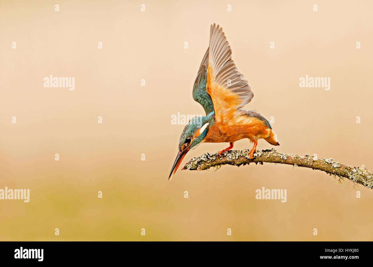 Süd-WEST-Schottland, Vereinigtes Königreich: A Blitz schnelle UK Eisvogel hat von nur fünfzehn Fuß entfernt von einem lokalen Fotografen gerissen worden. Bilder zeigen das blaue und Orange bunt birdy tummeln sich auf dem Fluss, Tauchen für Essen und genießen eine Kleinigkeit auf einen nahe gelegenen Barsch, was ein Zeichen ist ironischerweise Warnung, "Private Angeln". Fotograf Ron McCombe (61) aus Hawick in den Scottish Borders, verbrachte fünf Tage und bis zu zehn Stunden am Tag, die wunderbaren Charakter dieses britischen Klassikers zu erfassen Vogel im Südwesten Schottlands. Stockfoto