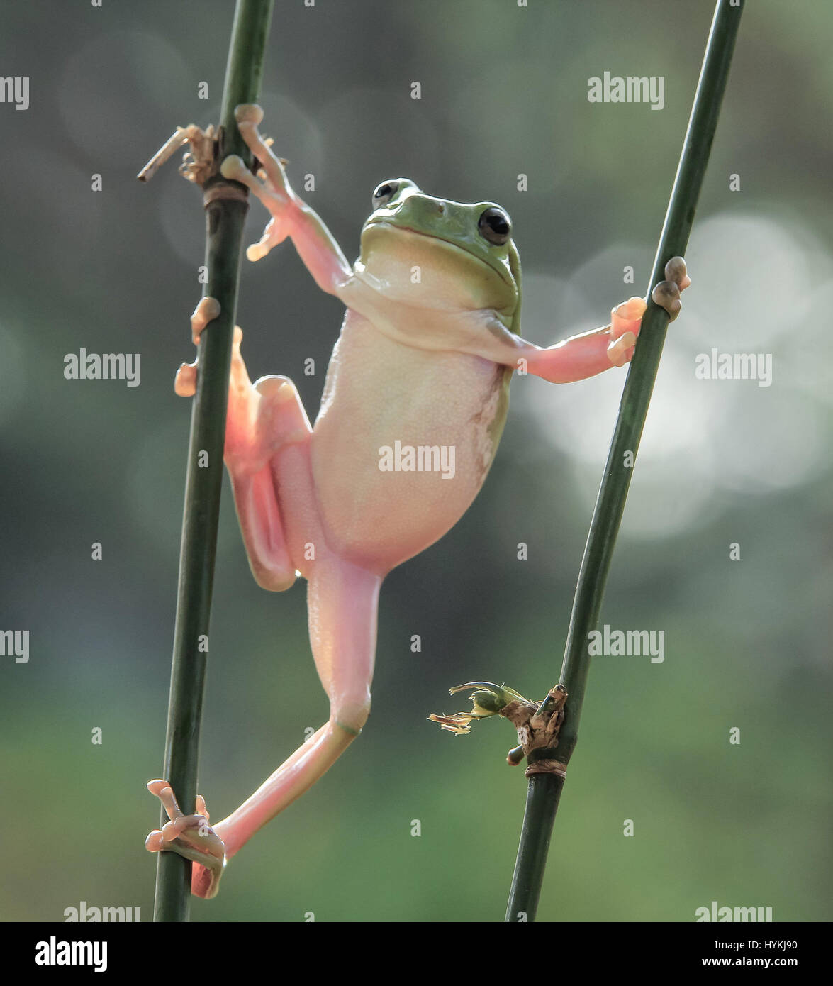 JAKARTA, Indonesien: Witzige Bilder von einem plumpen Laubfrosch sah aus wie seine Übungen bis zu einer Martial-Arts-Session wurden unternommen. Mehr "Kung Fu Panda" als "Bruce Lee", diese Bilder zeigen die grünhäutigen tubby erstreckt sich in seiner am besten bekämpfen Posen, bereit, jede ahnungslose Beute angreifen. Amateur-Fotografen Tanto Yensen (35) schnappte diese nicht sportliche Amphibie in Jakarta, Indonesien. Stockfoto