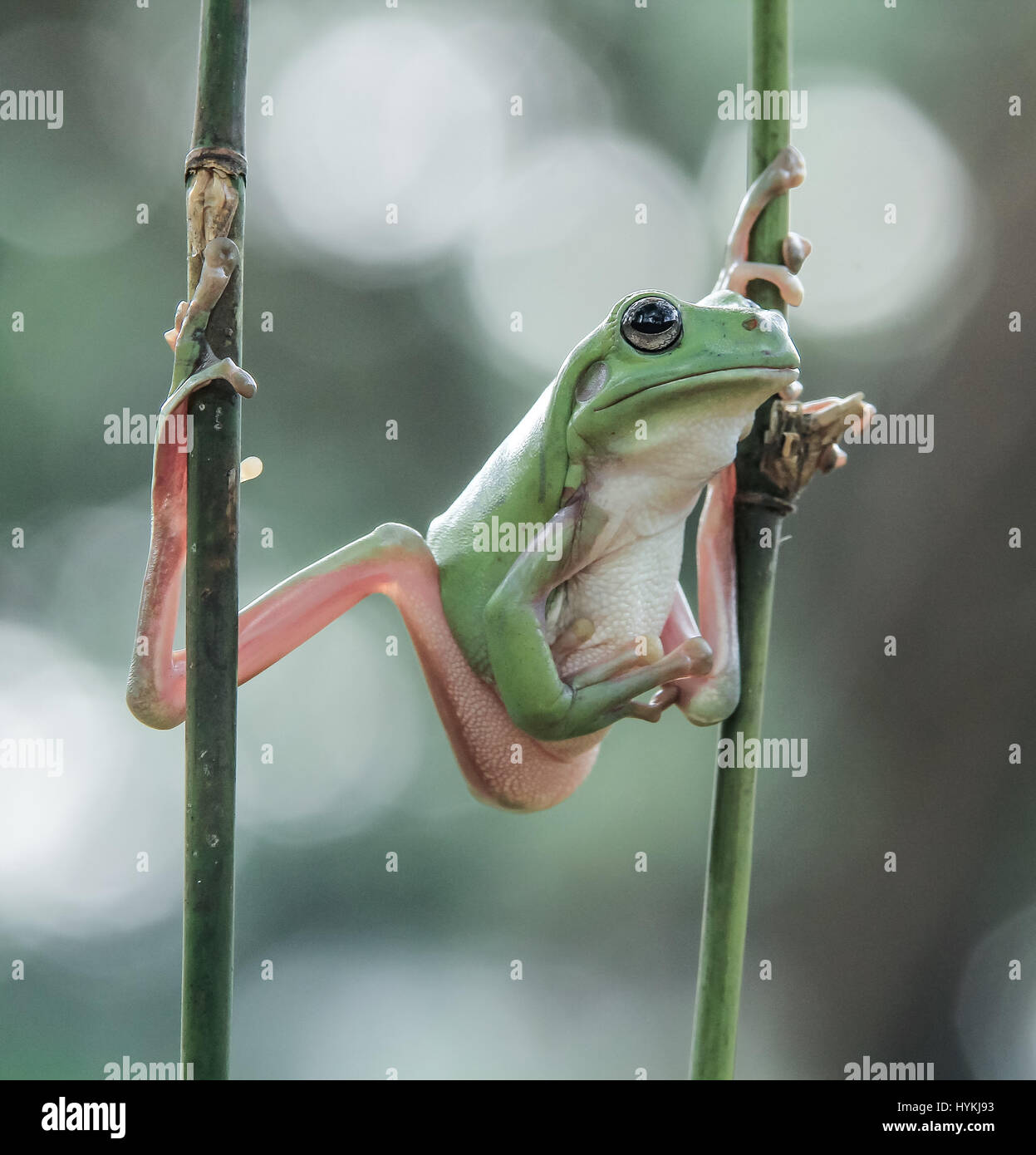 JAKARTA, Indonesien: Witzige Bilder von einem plumpen Laubfrosch sah aus wie seine Übungen bis zu einer Martial-Arts-Session wurden unternommen. Mehr "Kung Fu Panda" als "Bruce Lee", diese Bilder zeigen die grünhäutigen tubby erstreckt sich in seiner am besten bekämpfen Posen, bereit, jede ahnungslose Beute angreifen. Amateur-Fotografen Tanto Yensen (35) schnappte diese nicht sportliche Amphibie in Jakarta, Indonesien. Stockfoto