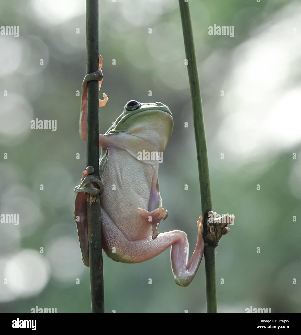 JAKARTA, Indonesien: Witzige Bilder von einem plumpen Laubfrosch sah aus wie seine Übungen bis zu einer Martial-Arts-Session wurden unternommen. Mehr "Kung Fu Panda" als "Bruce Lee", diese Bilder zeigen die grünhäutigen tubby erstreckt sich in seiner am besten bekämpfen Posen, bereit, jede ahnungslose Beute angreifen. Amateur-Fotografen Tanto Yensen (35) schnappte diese nicht sportliche Amphibie in Jakarta, Indonesien. Stockfoto