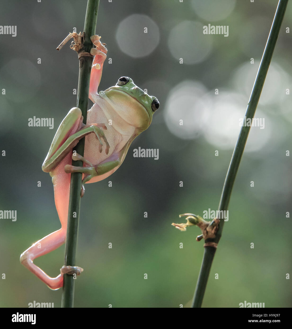 JAKARTA, Indonesien: Witzige Bilder von einem plumpen Laubfrosch sah aus wie seine Übungen bis zu einer Martial-Arts-Session wurden unternommen. Mehr "Kung Fu Panda" als "Bruce Lee", diese Bilder zeigen die grünhäutigen tubby erstreckt sich in seiner am besten bekämpfen Posen, bereit, jede ahnungslose Beute angreifen. Amateur-Fotografen Tanto Yensen (35) schnappte diese nicht sportliche Amphibie in Jakarta, Indonesien. Stockfoto