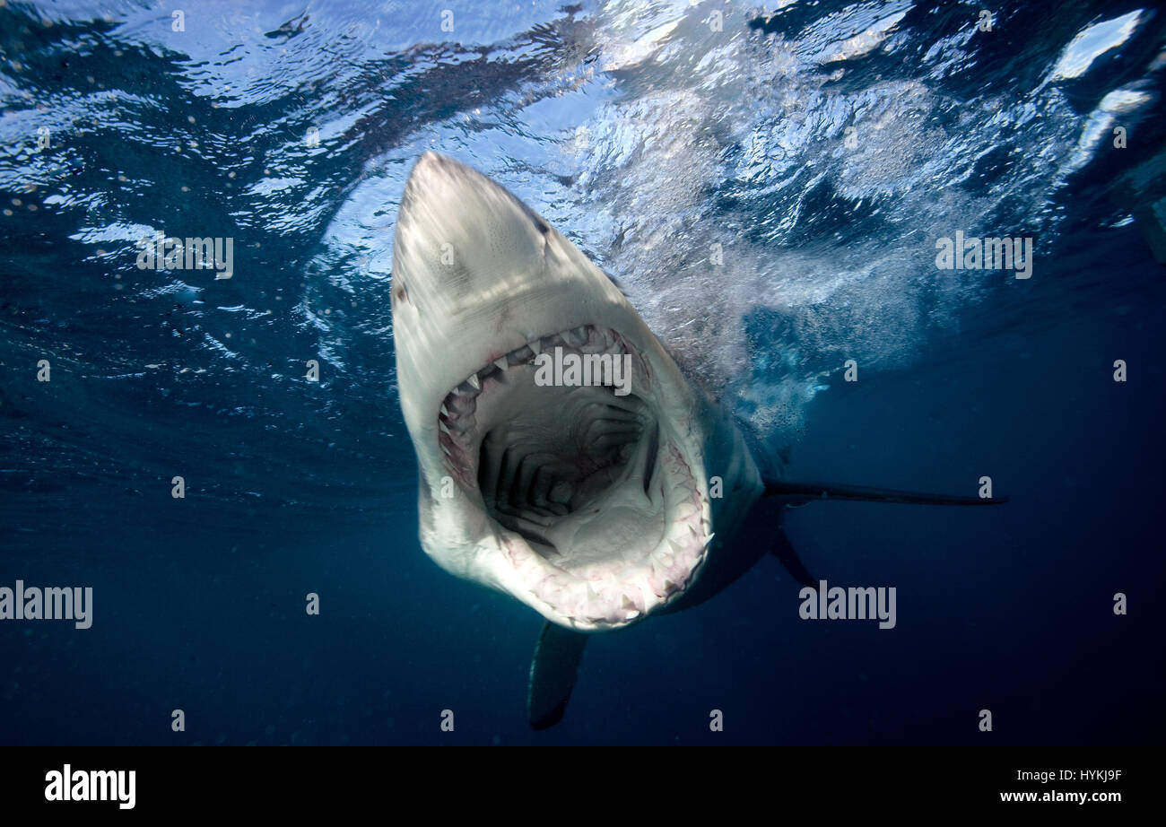 Hai größenvergleich Fotos und Bildmaterial in hoher Auflösung Alamy