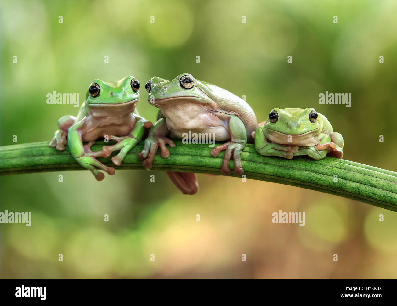 LUSTIGE Bilder von drei über Kermit-Ed Frösche Erstellen einer Massenkarambolage beim Versuch, den selben Zweig überqueren wurden gefangen genommen. Die komischen Aufnahmen zeigen, wie die glücklosen plumpen Laubfrösche eine hartnäckige Anspiel teilnahm bevor Sie versuchen, auf die unbeholfen wirkende Weise übereinander klettern. Schließlich aufzugeben die faulen Frösche am Ende übereinander liegende. Amüsante Moment wurde von Jakarta-basierte Amateurfotograf Tanto Yensen (35) in seinem Garten eingenommen. Stockfoto