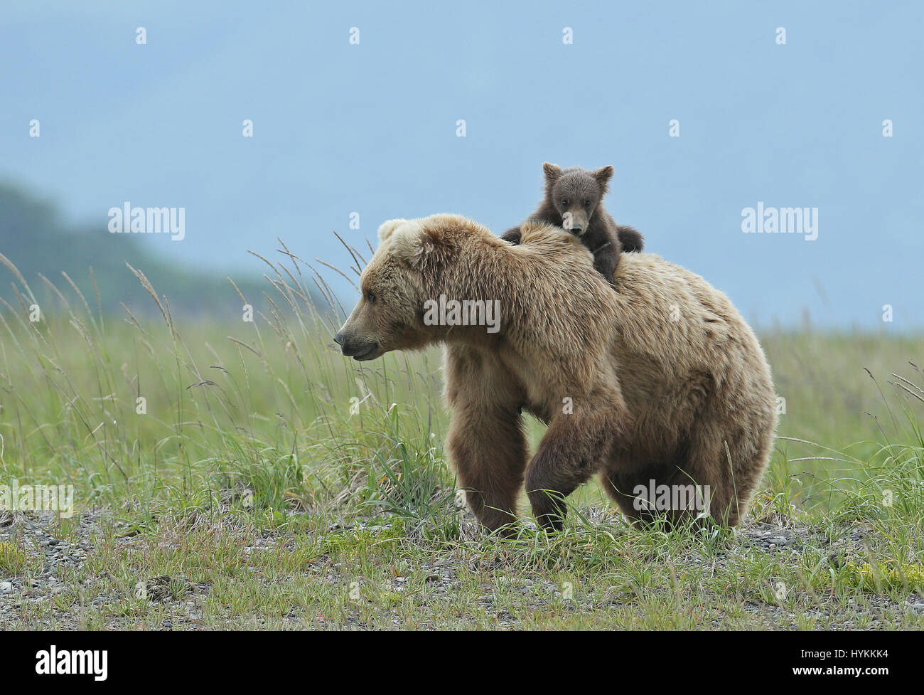 HALLO BAY, ALASKA: Im MOMENT eine entzückende sechs Monate alten Grizzly Bear Cub eine Piggy-Back von seiner Mumie bekommt wurde erfasst. Bilder zeigen diese nette Begegnung, in dem, was könnte die gemütlichste Art zu reisen.  Andere Bilder zeigen die Bären-Familie sehr nahe der Matriarchin bleiben, wie eine bedrohlichen männlichen Bären näherte sich ihnen. Zum Glück gab es keine Notwendigkeit zu befürchten wie der grizzly Mama Bär bald mit einem floh im Ohr schickte ihn weg. Amerikanischer Fotograf David Silverman (53) reiste nach Hallo Bay, Alaska, fangen diese entzückenden Wesen Zeit zu verbringen. Stockfoto