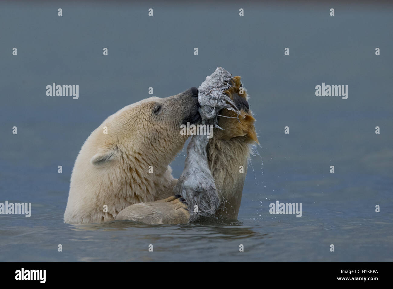 ALASKA NORTH SLOPE, USA: SIDE SPLITTING Bilder von eine Polar Bear Cub schwelgen in eine arktische verwöhnen Sitzung haben geschnappt worden. Bilder zeigen die kleinen Cub, indem er sich eine belebende Reinigung als die ultimative Peeling Gesichtsbehandlung mit ein Stück Haut Wal.  Die Cub scheint, genießt nehmen eine Auszeit von seinem Terminkalender für einige alle wichtigen "mir Zeit". Andere Bilder zeigen eine Erwachsene weibliche Eisbär ein Wal Talon auf der Suche nach einigen Knabbereien zu erkunden. Kyriakos Kaziras Fotograf reiste zu Alaska North Slope in Amerika, diese herrlichen Tiere zu fotografieren. Stockfoto