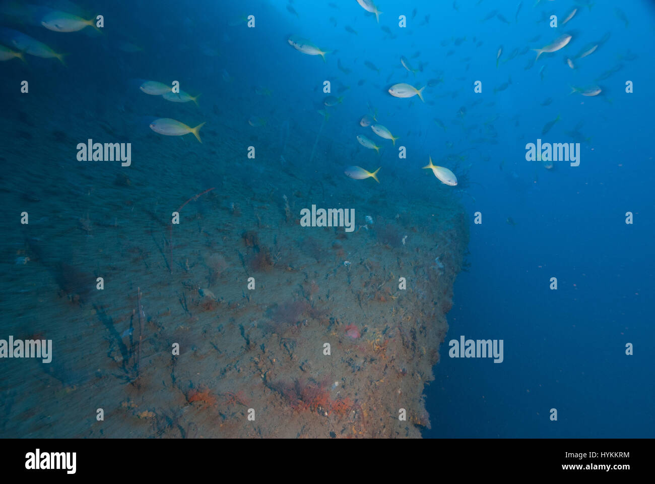 SPEKTAKULÄRE Unterwasserfotos haben 600 Fuß langen Reste einer amerikanischen Luxus Ozean Liner wandte sich US-Truppentransporter offenbart, die von Minen im 2. Weltkrieg versenkt wurde. Die atemberaubenden Aufnahmen zeigen das große 13.000 Tonnen Wrack der SS President Coolidge an der Unterseite des Pazifiks, aber die unerschrockene Taucher überwand die Gefahren der Tiefsee Wracktauchen von Wagen in den Hulk. Einige der luxuriösen Interieur ist noch sichtbar unter riesigen Schichten von Schlamm, während große Schalen gezogen wurden, aus dem Wrack als-auch gewöhnliche Alltagsgegenstände, einschließlich Flaschen und Töpfe unberührt gelassen, da sie vor Espiritu Santo sank Stockfoto