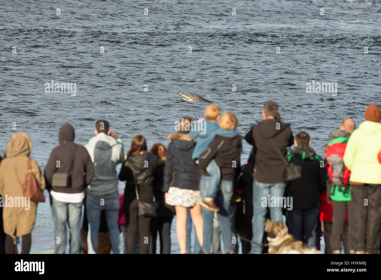 Delphine wurden geschnappt, Behandlung von Schaulustigen zu einer spektakulären Luftaufnahmen Show von besteht, was der Fotograf darauf ist der beste Ort in Europa für die charismatischen Kreaturen - Schottland. Die Flasche – Nosed Delphine wurden in einer spielerischen Laune und schien zu versuchen, einander zu übertreffen, wie sie aus dem Wasser und hoch in die Luft geschossen, mit einigen sogar erreichen Höhen von 20-Fuß. Die Bilder wurden am Chanonry Point von Naturfotograf und Andy Howard (45), Führer von Inverness aufgenommen. Stockfoto