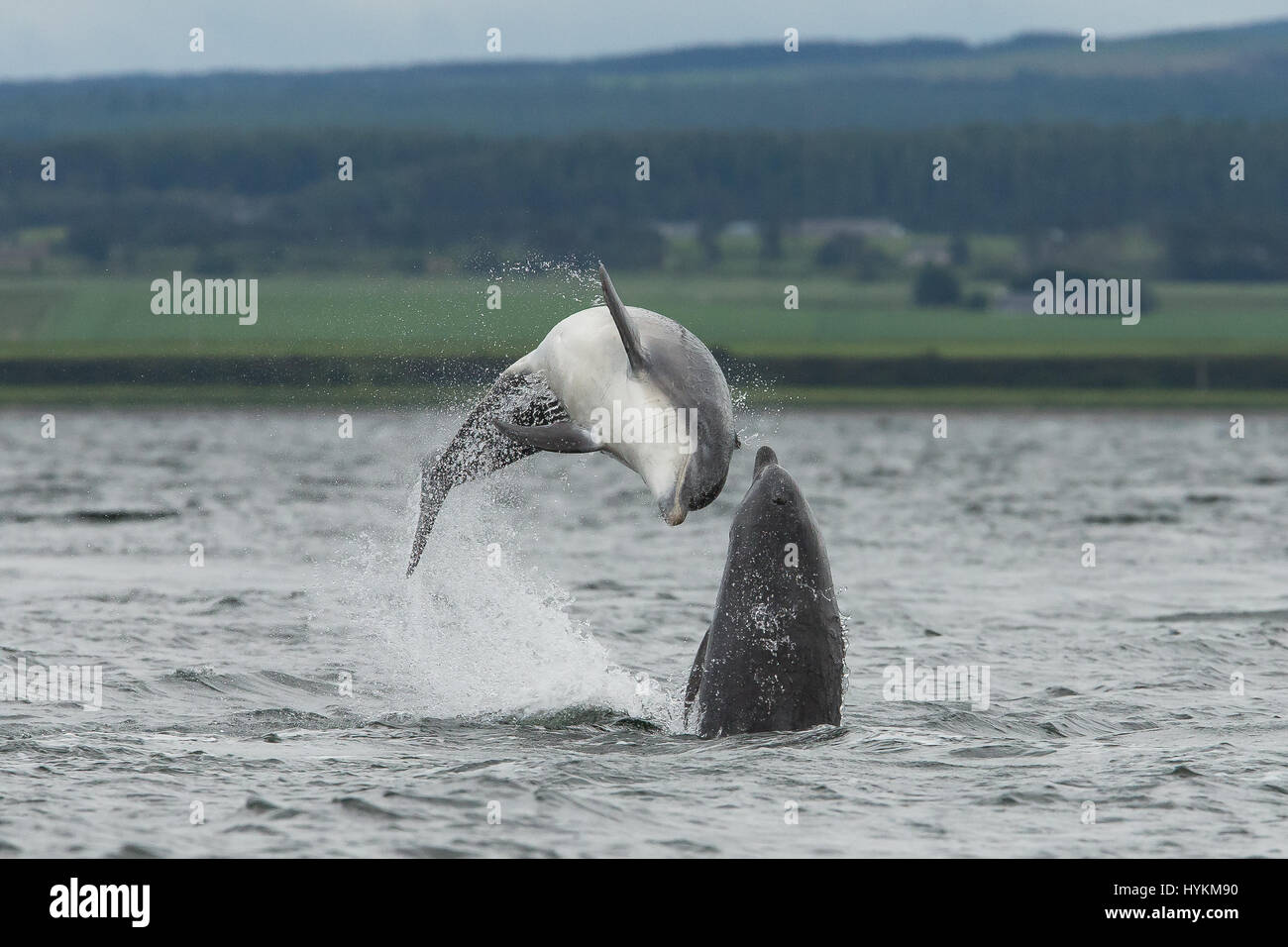 Delphine wurden geschnappt, Behandlung von Schaulustigen zu einer spektakulären Luftaufnahmen Show von besteht, was der Fotograf darauf ist der beste Ort in Europa für die charismatischen Kreaturen - Schottland. Die Flasche – Nosed Delphine wurden in einer spielerischen Laune und schien zu versuchen, einander zu übertreffen, wie sie aus dem Wasser und hoch in die Luft geschossen, mit einigen sogar erreichen Höhen von 20-Fuß. Die Bilder wurden am Chanonry Point von Naturfotograf und Andy Howard (45), Führer von Inverness aufgenommen. Stockfoto