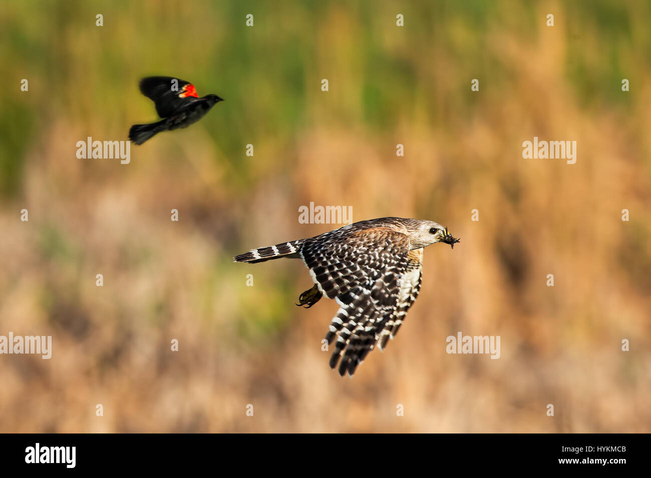 FLORIDA / USA: THE AMAZING Moment macht eine Rotschulterstärling perfekte Landung auf dem Rücken eines Falken wurde durch ein Amateurfotograf erfasst. Bilder zeigen einem rote Schulter Falken gejagt durch ein rot-winged schwarzer Vogel und eine gemeinsame Grackle, bevor die Amsel schließlich für eine sichere Landung auf der Rückseite des Falken in der Begegnung eingeht, die nur nur wenige Sekunden dauerte. Die angry Birds fährt dann mit die Rückseite des Falken zu picken. Airline pilot Stuart Kaye (60) aus Gainesville, Florida ist Glück, umgeben von heimischen Vögel, die einen endlosen Vorrat an Material für seine wilden bieten Stockfoto