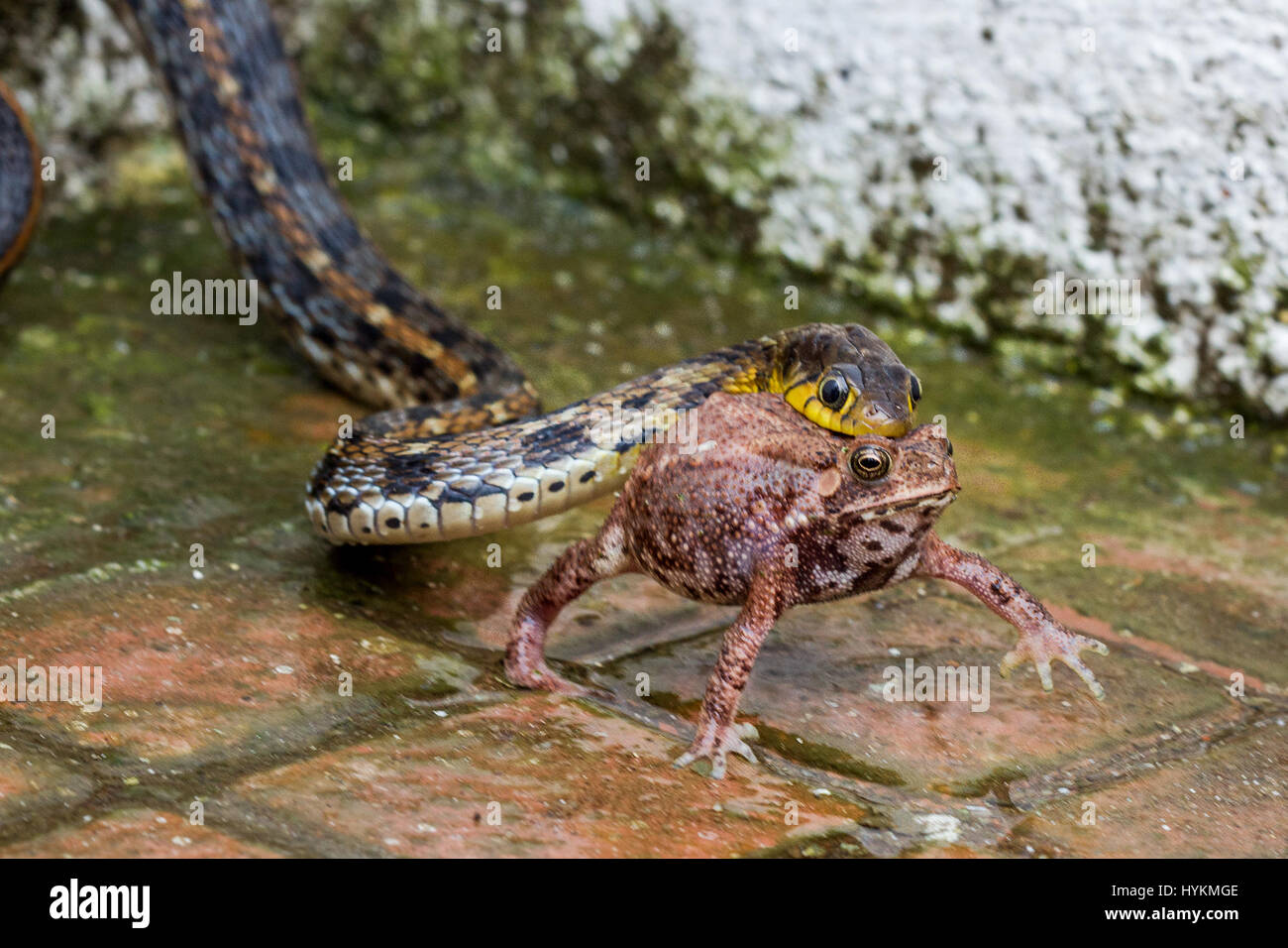 DAANG Wald, Indien: Diese Schlange hatte sicherlich einen Frosch im Hals  wie es Darm-wrenchingly seine Beute zum Erstaunen der eine vorübergehende  verschlang Firmenchef. Beeindruckende Bilder zeigen natürliche  Nahrungskette in Aktion wie die