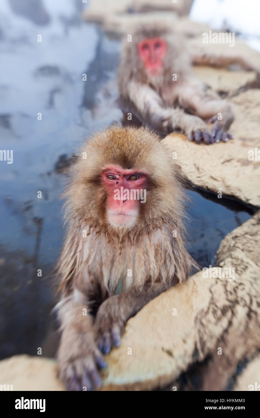 NAGANO, JAPAN: Diese Gruppe von 200 Affen und ihre Babys gefangen genommen von einem vorbeifahrenden britischen Fotografen muss der glücklichste auf dem Planeten sein. Sonnen sich im warmen Wasser der heißen Quellen in das Naturschutzgebiet sie ganztägig hat Zuhause verlassen diese japanischen Makaken mit wenig zu tun, sondern genießen selbst und Bräutigam einander ganztägig. Andere nette Bilder zeigen, wie die niedlichen Baby-Affen machen die größten Teil ihres Lebens Charmed bei einem Bad im Wasser mit den Erwachsenen. Reisefotograf Peter Adams (55) aus den Cotswolds nahm die skurrilen Aufnahmen während des Besuchs der Jigokudani Park in Nagano, Japan. Stockfoto