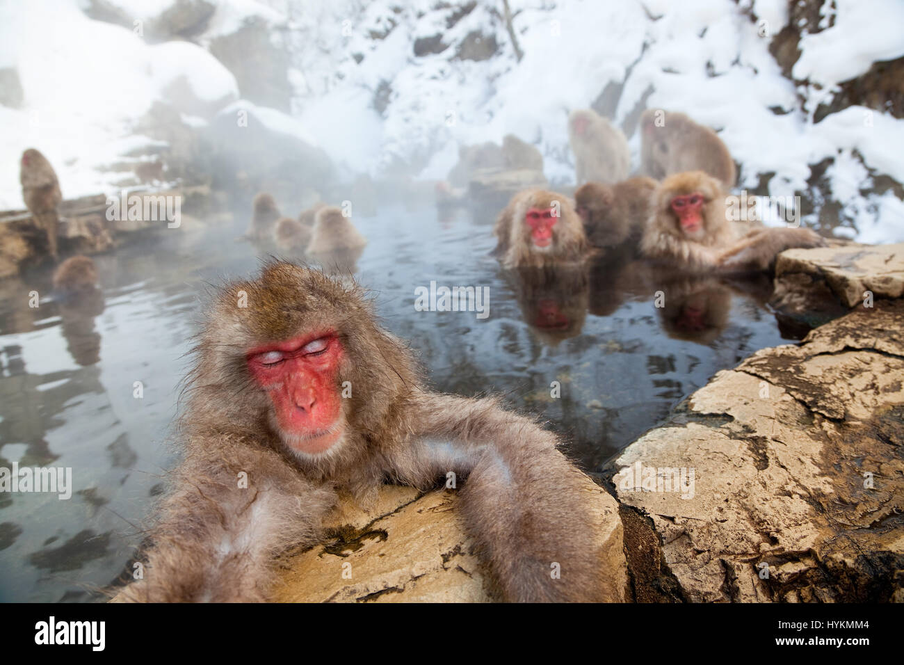 NAGANO, JAPAN: Diese Gruppe von 200 Affen und ihre Babys gefangen genommen von einem vorbeifahrenden britischen Fotografen muss der glücklichste auf dem Planeten sein. Sonnen sich im warmen Wasser der heißen Quellen in das Naturschutzgebiet sie ganztägig hat Zuhause verlassen diese japanischen Makaken mit wenig zu tun, sondern genießen selbst und Bräutigam einander ganztägig. Andere nette Bilder zeigen, wie die niedlichen Baby-Affen machen die größten Teil ihres Lebens Charmed bei einem Bad im Wasser mit den Erwachsenen. Reisefotograf Peter Adams (55) aus den Cotswolds nahm die skurrilen Aufnahmen während des Besuchs der Jigokudani Park in Nagano, Japan. Stockfoto