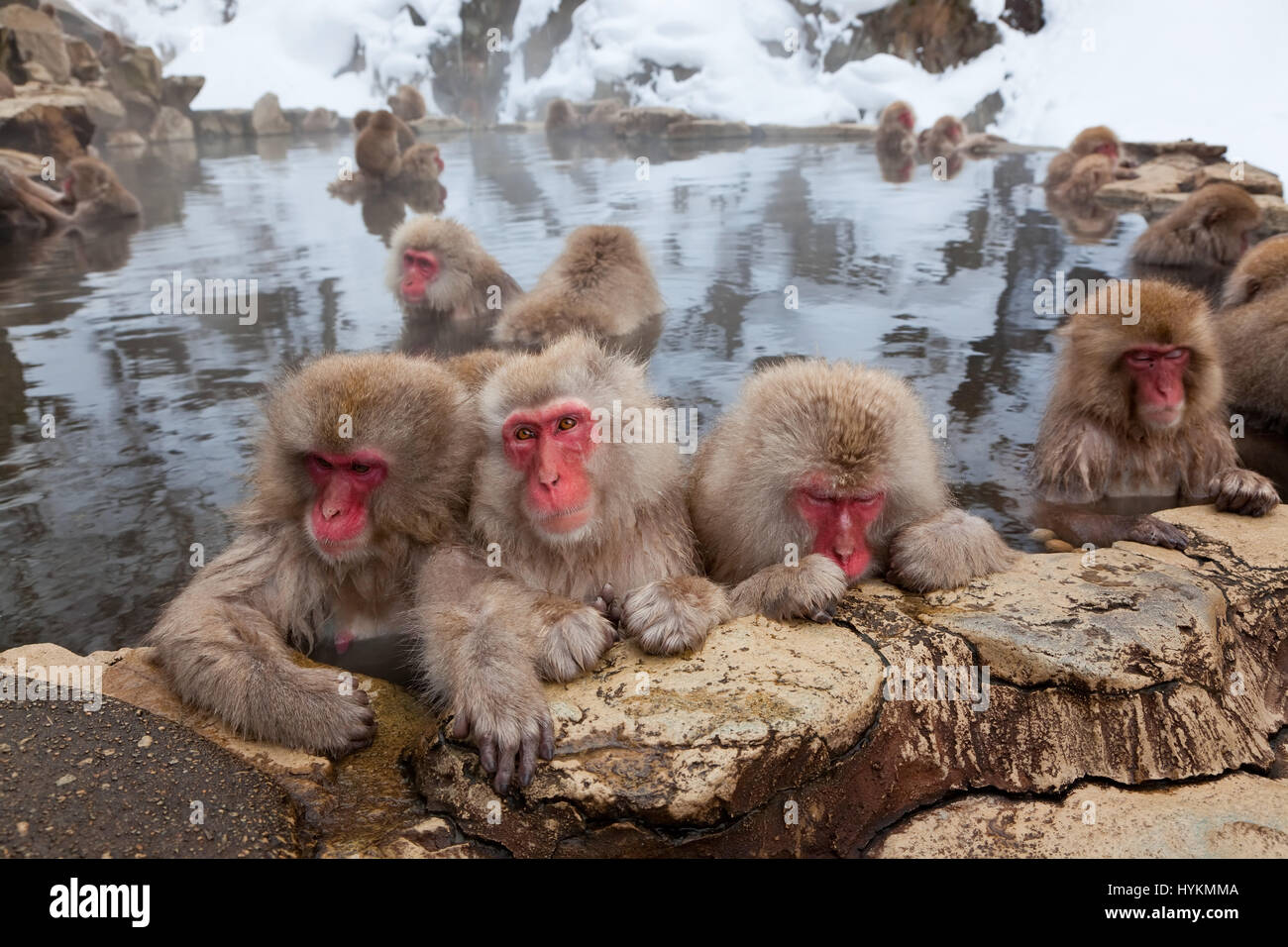 NAGANO, JAPAN: Diese Gruppe von 200 Affen und ihre Babys gefangen genommen von einem vorbeifahrenden britischen Fotografen muss der glücklichste auf dem Planeten sein. Sonnen sich im warmen Wasser der heißen Quellen in das Naturschutzgebiet sie ganztägig hat Zuhause verlassen diese japanischen Makaken mit wenig zu tun, sondern genießen selbst und Bräutigam einander ganztägig. Andere nette Bilder zeigen, wie die niedlichen Baby-Affen machen die größten Teil ihres Lebens Charmed bei einem Bad im Wasser mit den Erwachsenen. Reisefotograf Peter Adams (55) aus den Cotswolds nahm die skurrilen Aufnahmen während des Besuchs der Jigokudani Park in Nagano, Japan. Stockfoto