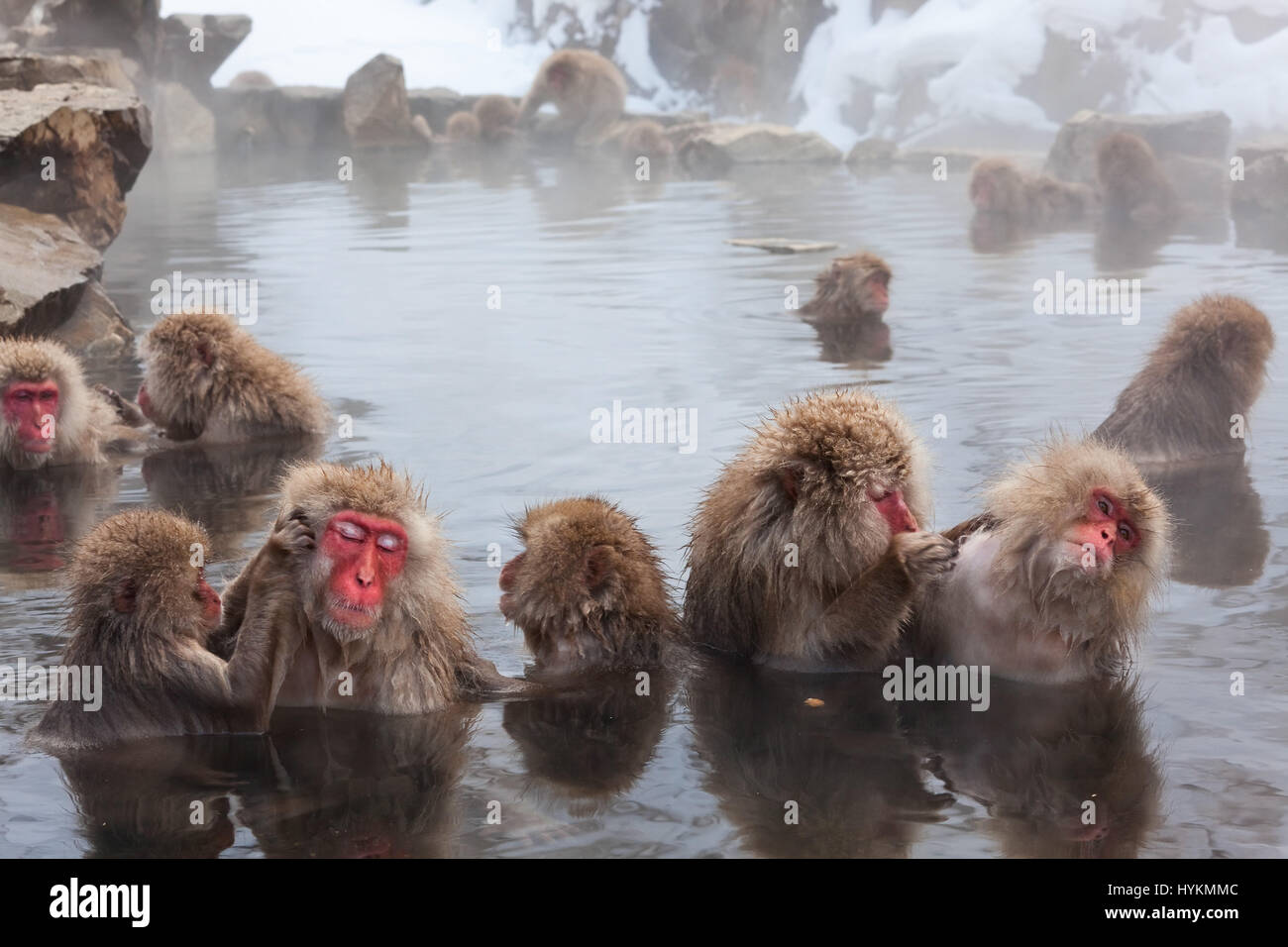 Nagano Japan Diese Gruppe Von 200 Affen Und Ihre Babys Gefangen