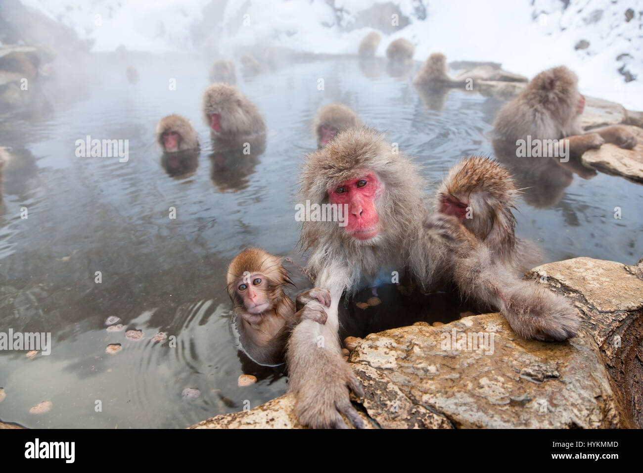 Nagano Japan Diese Gruppe Von 200 Affen Und Ihre Babys Gefangen