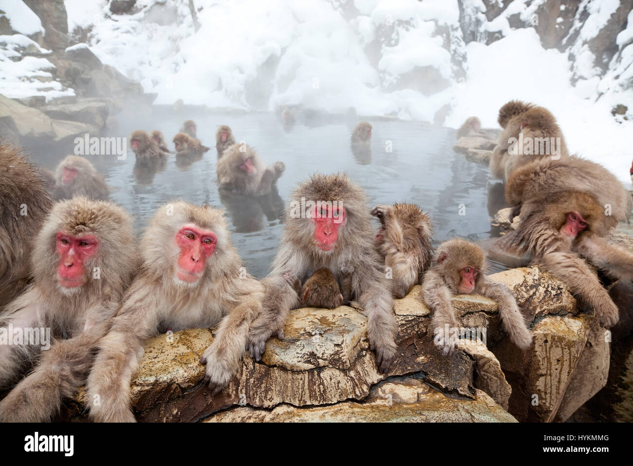 NAGANO, JAPAN: Diese Gruppe von 200 Affen und ihre Babys gefangen genommen von einem vorbeifahrenden britischen Fotografen muss der glücklichste auf dem Planeten sein. Sonnen sich im warmen Wasser der heißen Quellen in das Naturschutzgebiet sie ganztägig hat Zuhause verlassen diese japanischen Makaken mit wenig zu tun, sondern genießen selbst und Bräutigam einander ganztägig. Andere nette Bilder zeigen, wie die niedlichen Baby-Affen machen die größten Teil ihres Lebens Charmed bei einem Bad im Wasser mit den Erwachsenen. Reisefotograf Peter Adams (55) aus den Cotswolds nahm die skurrilen Aufnahmen während des Besuchs der Jigokudani Park in Nagano, Japan. Stockfoto
