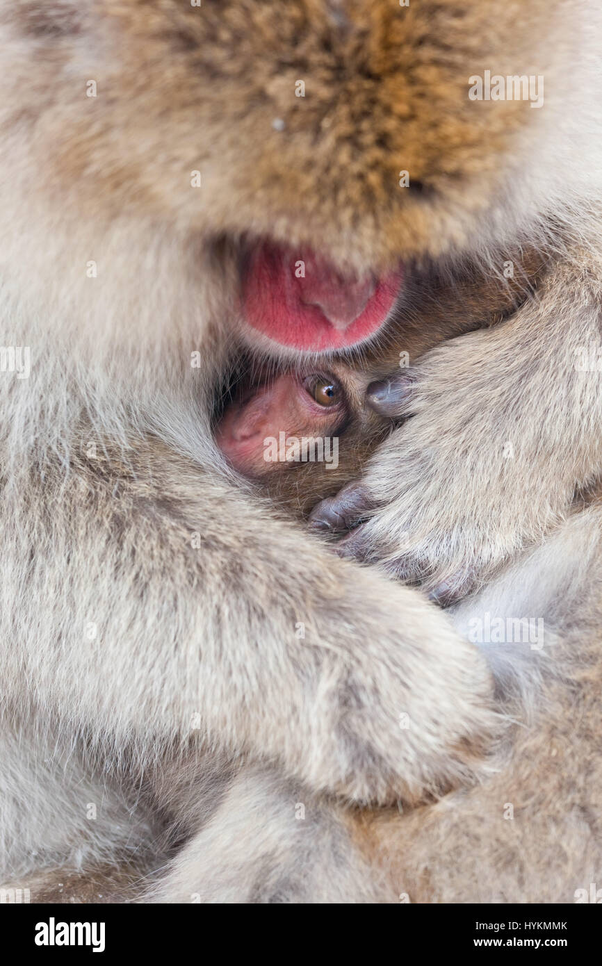 NAGANO, JAPAN: Diese Gruppe von 200 Affen und ihre Babys gefangen genommen von einem vorbeifahrenden britischen Fotografen muss der glücklichste auf dem Planeten sein. Sonnen sich im warmen Wasser der heißen Quellen in das Naturschutzgebiet sie ganztägig hat Zuhause verlassen diese japanischen Makaken mit wenig zu tun, sondern genießen selbst und Bräutigam einander ganztägig. Andere nette Bilder zeigen, wie die niedlichen Baby-Affen machen die größten Teil ihres Lebens Charmed bei einem Bad im Wasser mit den Erwachsenen. Reisefotograf Peter Adams (55) aus den Cotswolds nahm die skurrilen Aufnahmen während des Besuchs der Jigokudani Park in Nagano, Japan. Stockfoto