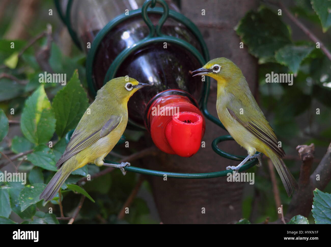 Tierwelt im Stadtraum - zwei grüne Vögel bei einem feeder Stockfoto