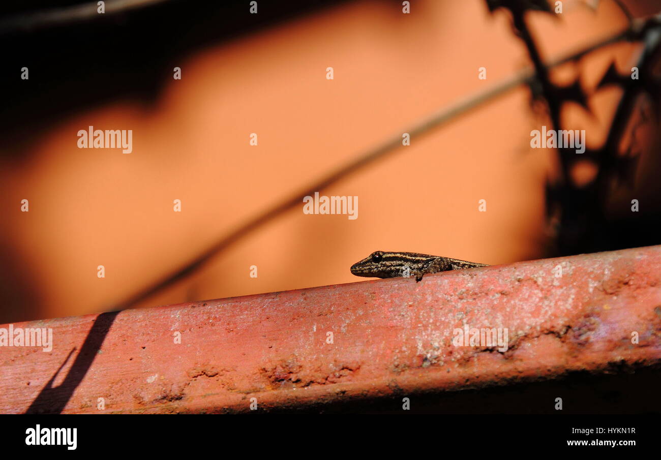 Tierwelt in urbanen Räumen Stockfoto