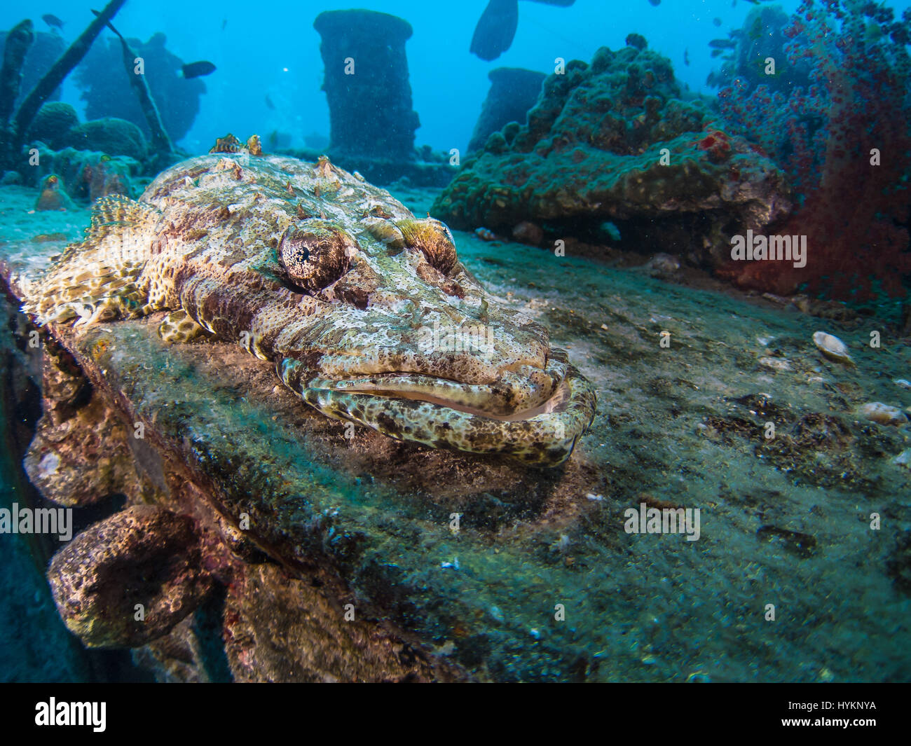 Rotes Meer, Ägypten: Ein Zackenbarsch Fisch sitzt oben auf das Wrack. UNGLAUBLICHE Bilder zeigen Fahrzeuge innerhalb einer versunkenen britische Weltkrieg zwei Handelsmarine Schiff links verfallenden Unterwasser seit 75 Jahren. Bilder zeigen, ein Bedford LKW, Norton Motorräder, gepanzerte Fahrzeuge, Gummistiefel, Flugzeugersatzteile und Funkanlagen.  Die britischen militärischen Gütern sind zwar verrostet, noch gut erhaltene nach sieben Jahrzehnten auf dem salzigen Meeresboden. Die Ladung sollte zu Alexandria in Ägypten von den alliierten Streitkräften verwendet werden aber leider nicht machen, es an seinen Bestimmungsort. Kaufmännischer Leiter, bekannt als Su Stockfoto