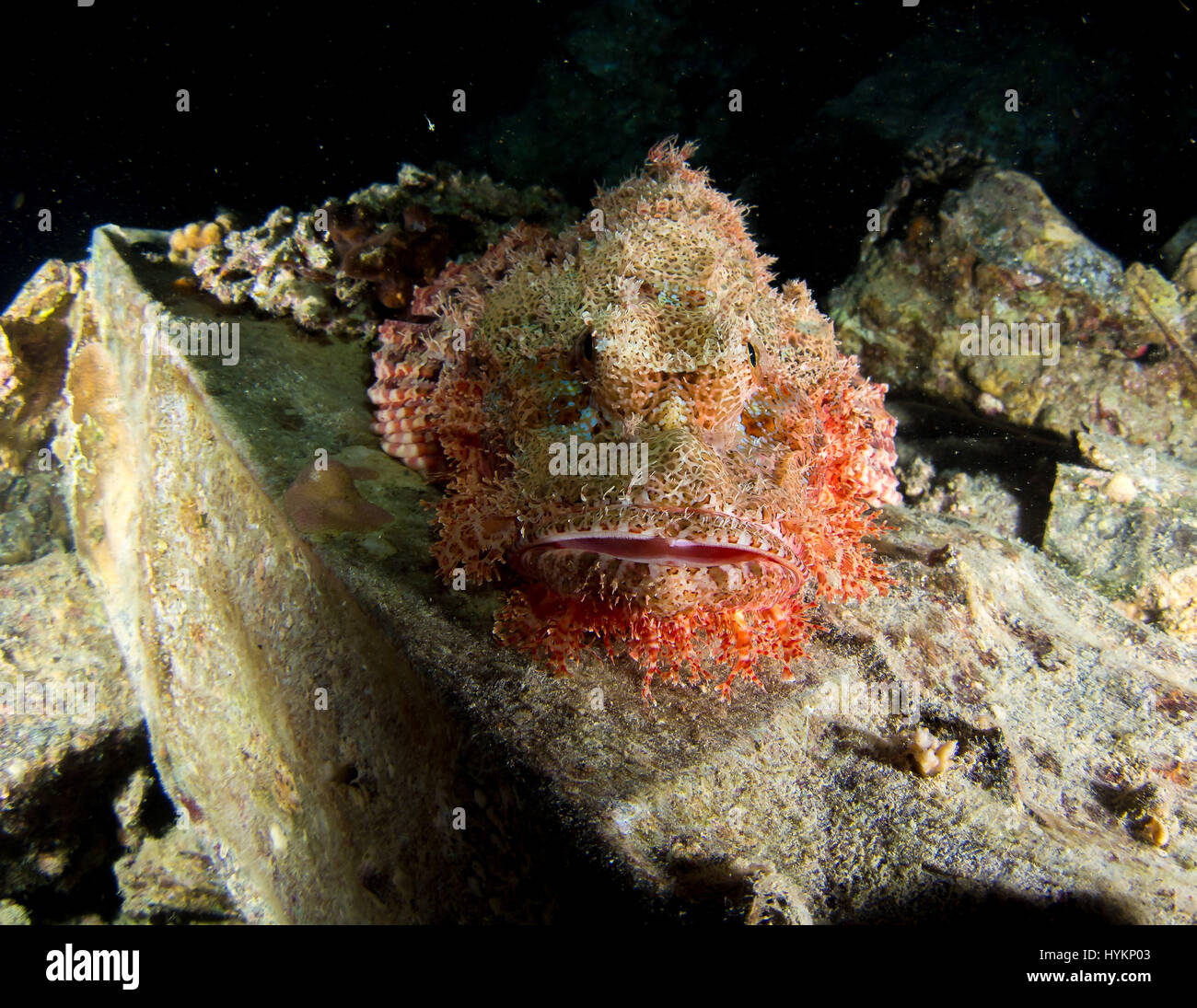 Rotes Meer, Ägypten: Unterwasser Kreatur, ruht auf dem Wrack. UNGLAUBLICHE Bilder zeigen Fahrzeuge innerhalb einer versunkenen britische Weltkrieg zwei Handelsmarine Schiff links verfallenden Unterwasser seit 75 Jahren. Bilder zeigen, ein Bedford LKW, Norton Motorräder, gepanzerte Fahrzeuge, Gummistiefel, Flugzeugersatzteile und Funkanlagen.  Die britischen militärischen Gütern sind zwar verrostet, noch gut erhaltene nach sieben Jahrzehnten auf dem salzigen Meeresboden. Die Ladung sollte zu Alexandria in Ägypten von den alliierten Streitkräften verwendet werden aber leider nicht machen, es an seinen Bestimmungsort. Kaufmännischer Leiter, bekannt als Stockfoto