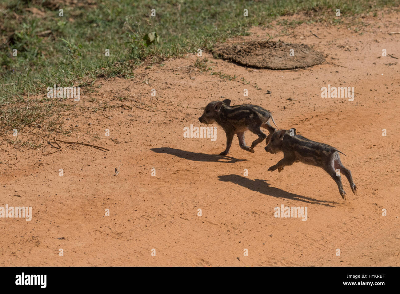 Sri Lanka, Tissamaharama, Yala Nationalpark aka Ruhuna, Abschnitt 1. Wildschwein-Ferkel auf der Straße (WILD: Sus Scrofa) aka wilde Schweine oder E Stockfoto