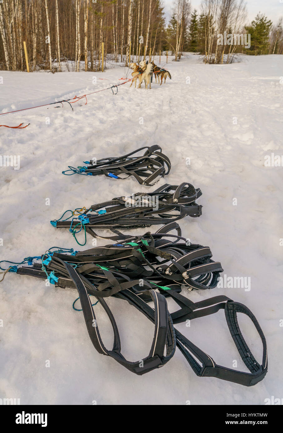 Husky Schlitten Hunde Halsbänder, Lappland, Finnland Stockfoto