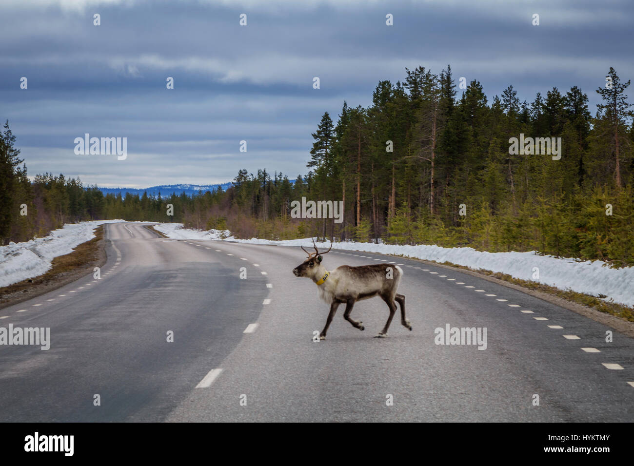 Rentiere beim Überqueren der Straße Laponian Bereich, Nationalpark, Stora Sjofallet, Schweden Stockfoto