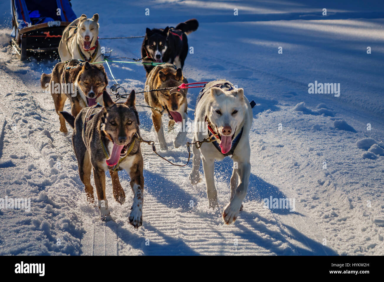 Husky Schlittenhunde, Lappland, Schweden Stockfoto