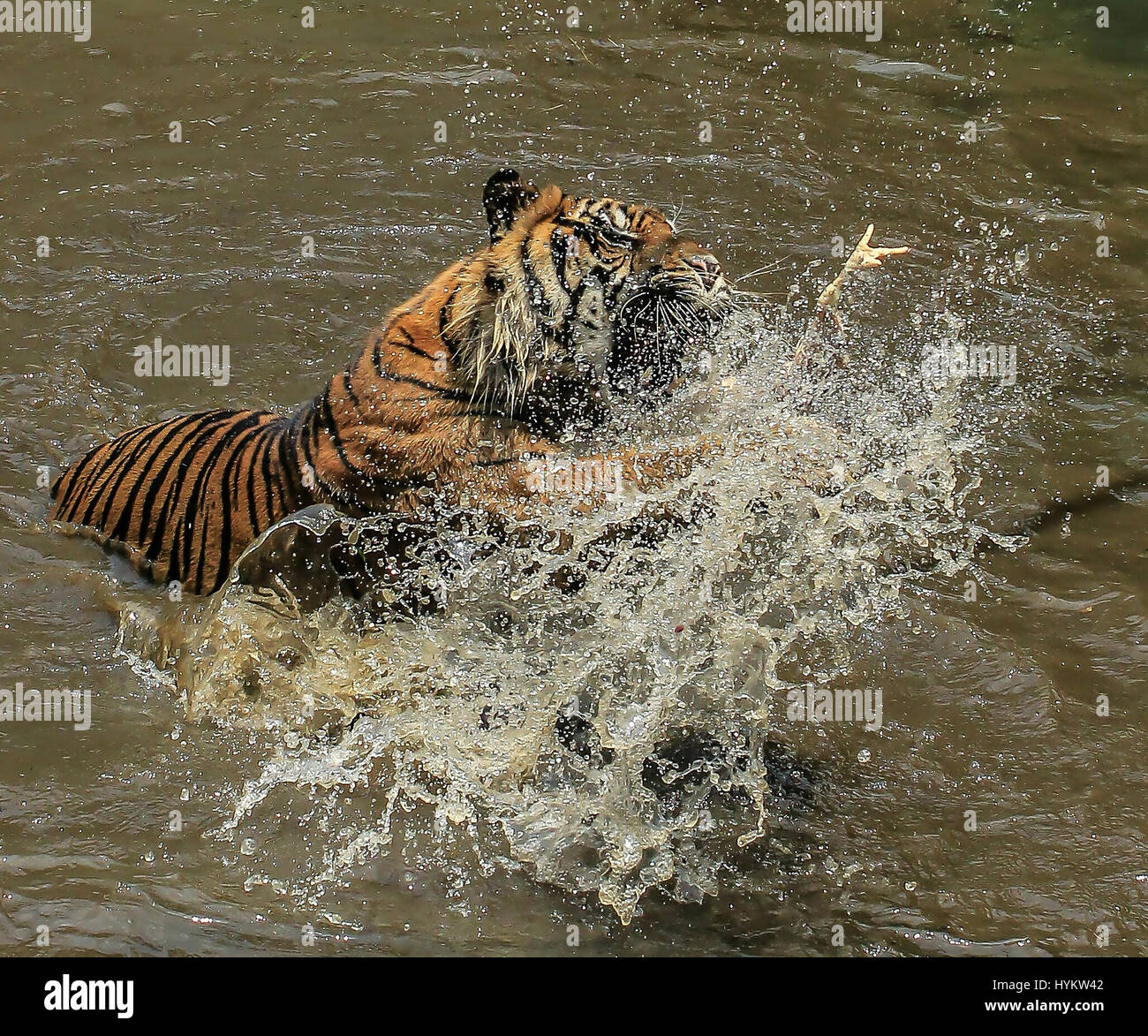 JAKARTA, Indonesien: Eine seltene Sumatra-Tiger hat tummeln viel Spaß im trüben gerissen worden. Einer der nur 400 auf unserem Planeten, Sumatra-Tiger am Leben gelassen, Lano ist abgebildet in Schlamm bedeckt und voll von den Freuden des Frühlings, haben nur eine klobige Hühnerbein während der Fütterungszeiten im Zoo abgerufen. Das unglaubliche aussehende Tier erkennbar präsentiert seine enorme Kraft, da sprang er durch das Wasser, sein Mittagessen zu erfassen. Manager Tanto Yensen (36) aus Jakarta Indonesien hatte das Glück genug, um diese Bilder auf einer Reise in seine lokale Ragunan Zoo erfasst. Stockfoto JAKARTA, Indonesien: Eine seltene Sumatra-Tiger hat tummeln viel Spaß im trüben gerissen worden. Einer der nur 400 auf unserem Planeten, Sumatra-Tiger am Leben gelassen, Lano ist abgebildet in Schlamm bedeckt und voll von den Freuden des Frühlings, haben nur eine klobige Hühnerbein während der Fütterungszeiten im Zoo abgerufen. Das unglaubliche aussehende Tier erkennbar präsentiert seine enorme Kraft, da sprang er durch das Wasser, sein Mittagessen zu erfassen. Manager Tanto Yensen (36) aus Jakarta Indonesien hatte das Glück genug, um diese Bilder auf einer Reise in seine lokale Ragunan Zoo erfasst. Stockfoto