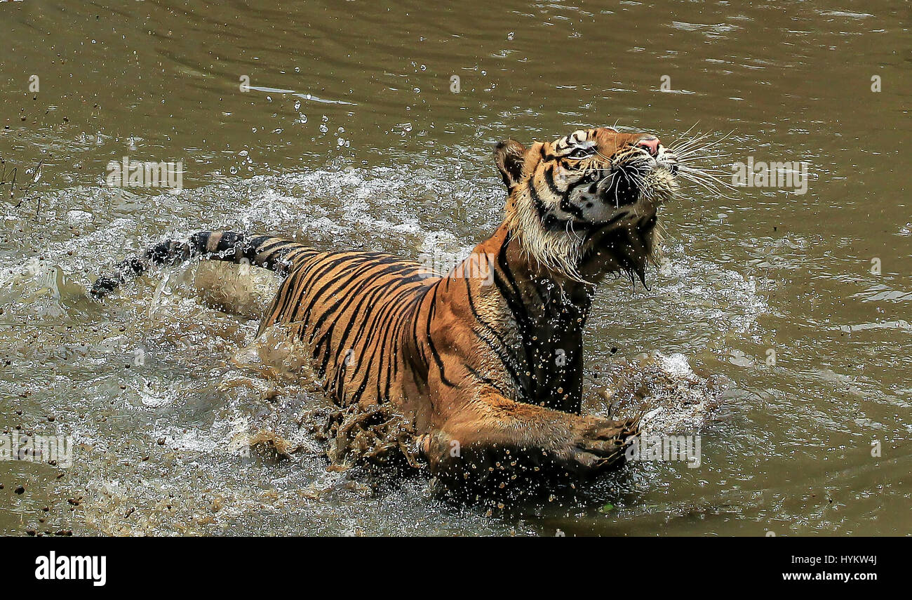 JAKARTA, Indonesien: Eine seltene Sumatra-Tiger hat tummeln viel Spaß im trüben gerissen worden. Einer der nur 400 auf unserem Planeten, Sumatra-Tiger am Leben gelassen, Lano ist abgebildet in Schlamm bedeckt und voll von den Freuden des Frühlings, haben nur eine klobige Hühnerbein während der Fütterungszeiten im Zoo abgerufen. Das unglaubliche aussehende Tier erkennbar präsentiert seine enorme Kraft, da sprang er durch das Wasser, sein Mittagessen zu erfassen. Manager Tanto Yensen (36) aus Jakarta Indonesien hatte das Glück genug, um diese Bilder auf einer Reise in seine lokale Ragunan Zoo erfasst. Stockfoto JAKARTA, Indonesien: Eine seltene Sumatra-Tiger hat tummeln viel Spaß im trüben gerissen worden. Einer der nur 400 auf unserem Planeten, Sumatra-Tiger am Leben gelassen, Lano ist abgebildet in Schlamm bedeckt und voll von den Freuden des Frühlings, haben nur eine klobige Hühnerbein während der Fütterungszeiten im Zoo abgerufen. Das unglaubliche aussehende Tier erkennbar präsentiert seine enorme Kraft, da sprang er durch das Wasser, sein Mittagessen zu erfassen. Manager Tanto Yensen (36) aus Jakarta Indonesien hatte das Glück genug, um diese Bilder auf einer Reise in seine lokale Ragunan Zoo erfasst. Stockfoto
